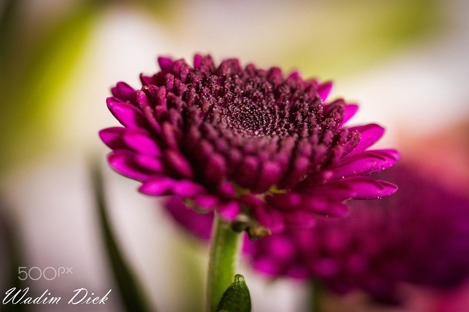 Sony SLT-A65 (SLT-A65V) + 90mm F2.8 Macro SSM sample photo. Blumen photography