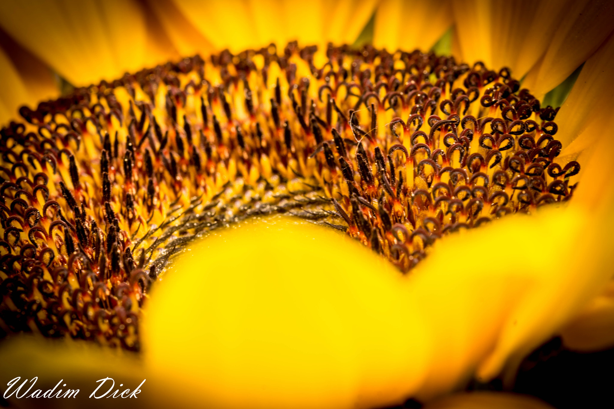 Sony SLT-A65 (SLT-A65V) + 90mm F2.8 Macro SSM sample photo. Sonnenblume photography