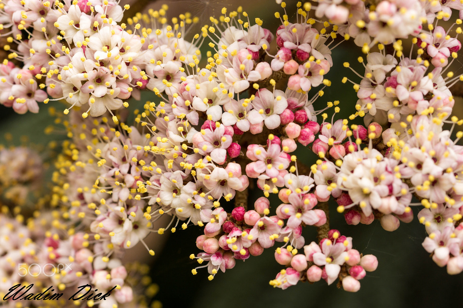 Sony SLT-A65 (SLT-A65V) + 90mm F2.8 Macro SSM sample photo. Blume makro photography