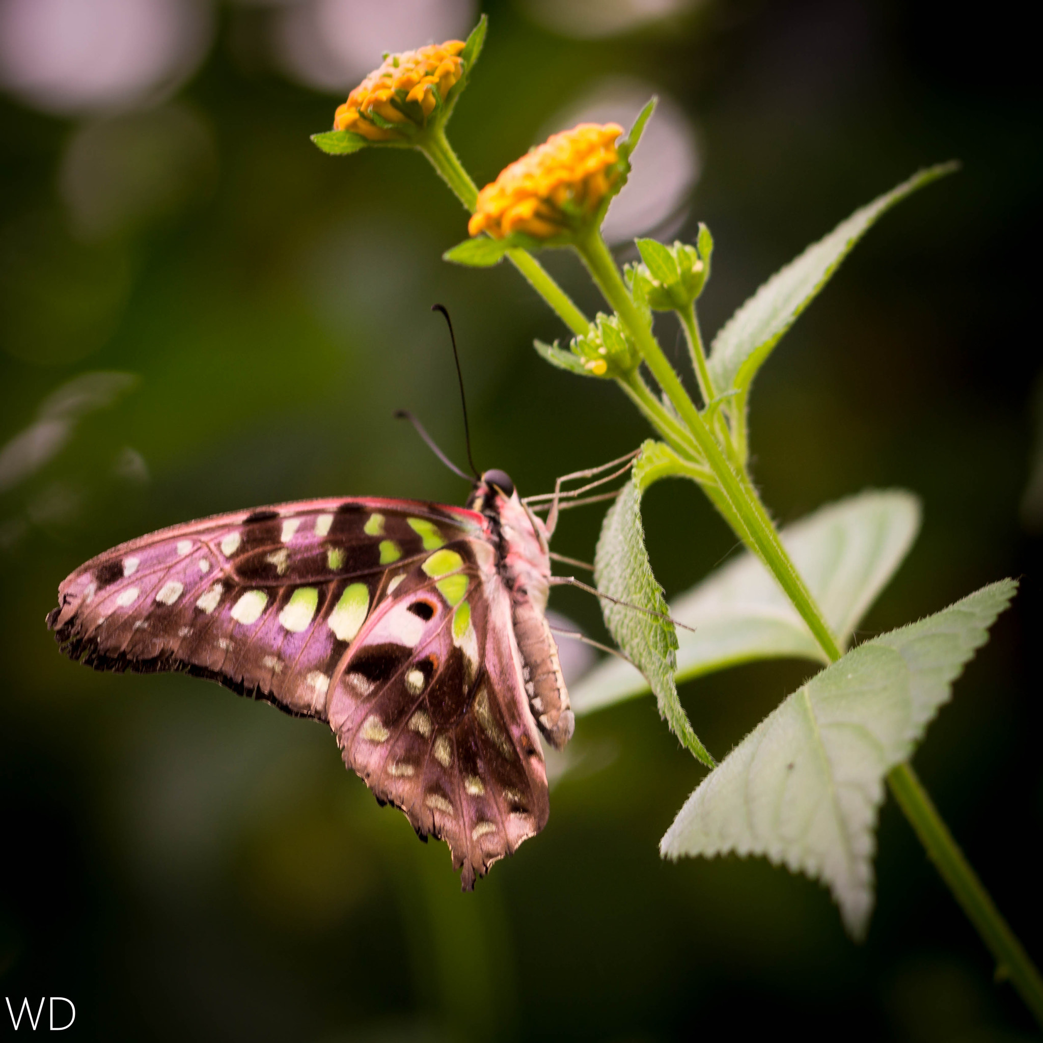 Sony SLT-A65 (SLT-A65V) + 90mm F2.8 Macro SSM sample photo. Schmetterling photography