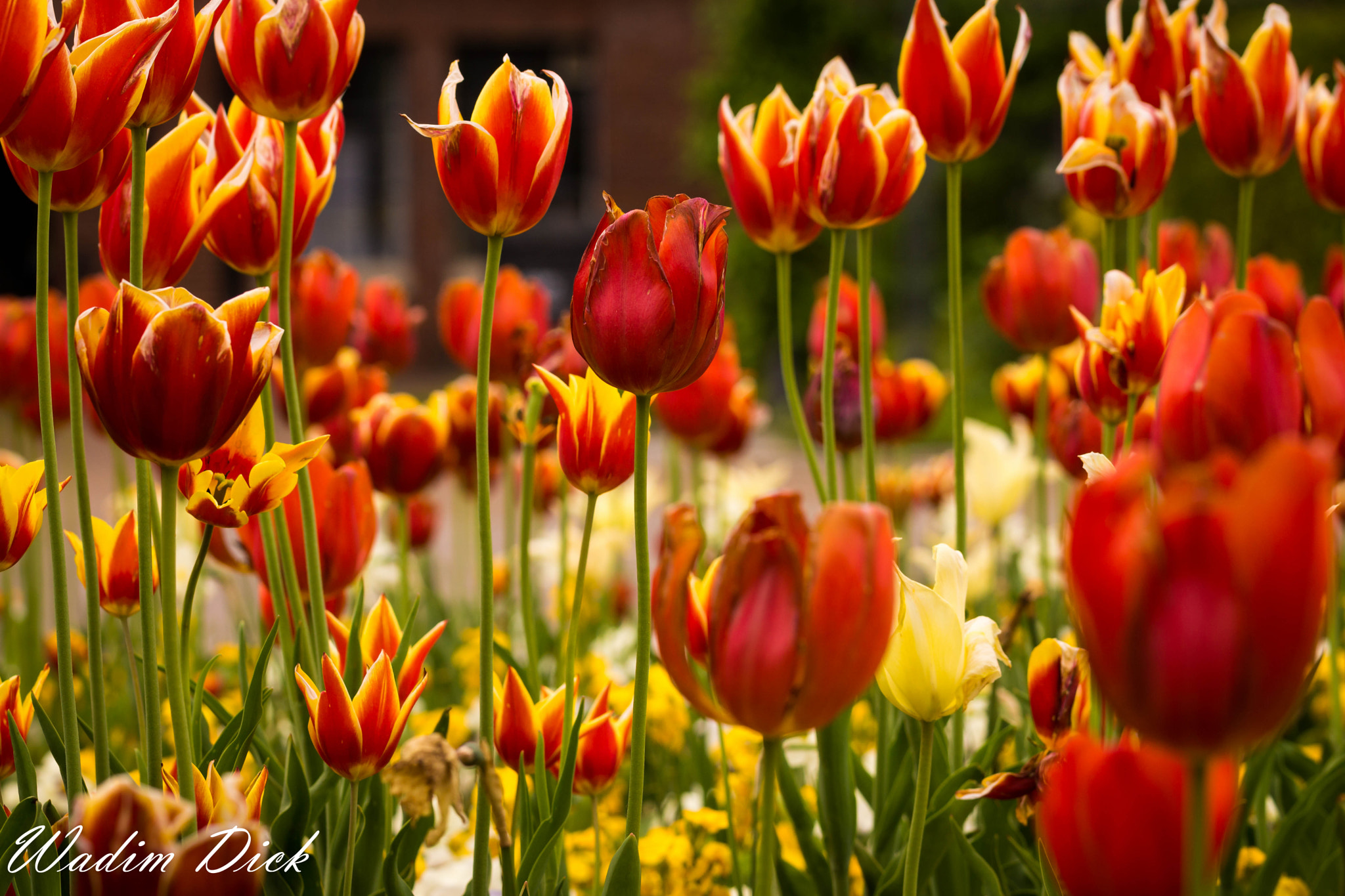 Sony SLT-A65 (SLT-A65V) + 90mm F2.8 Macro SSM sample photo. Tulpen photography