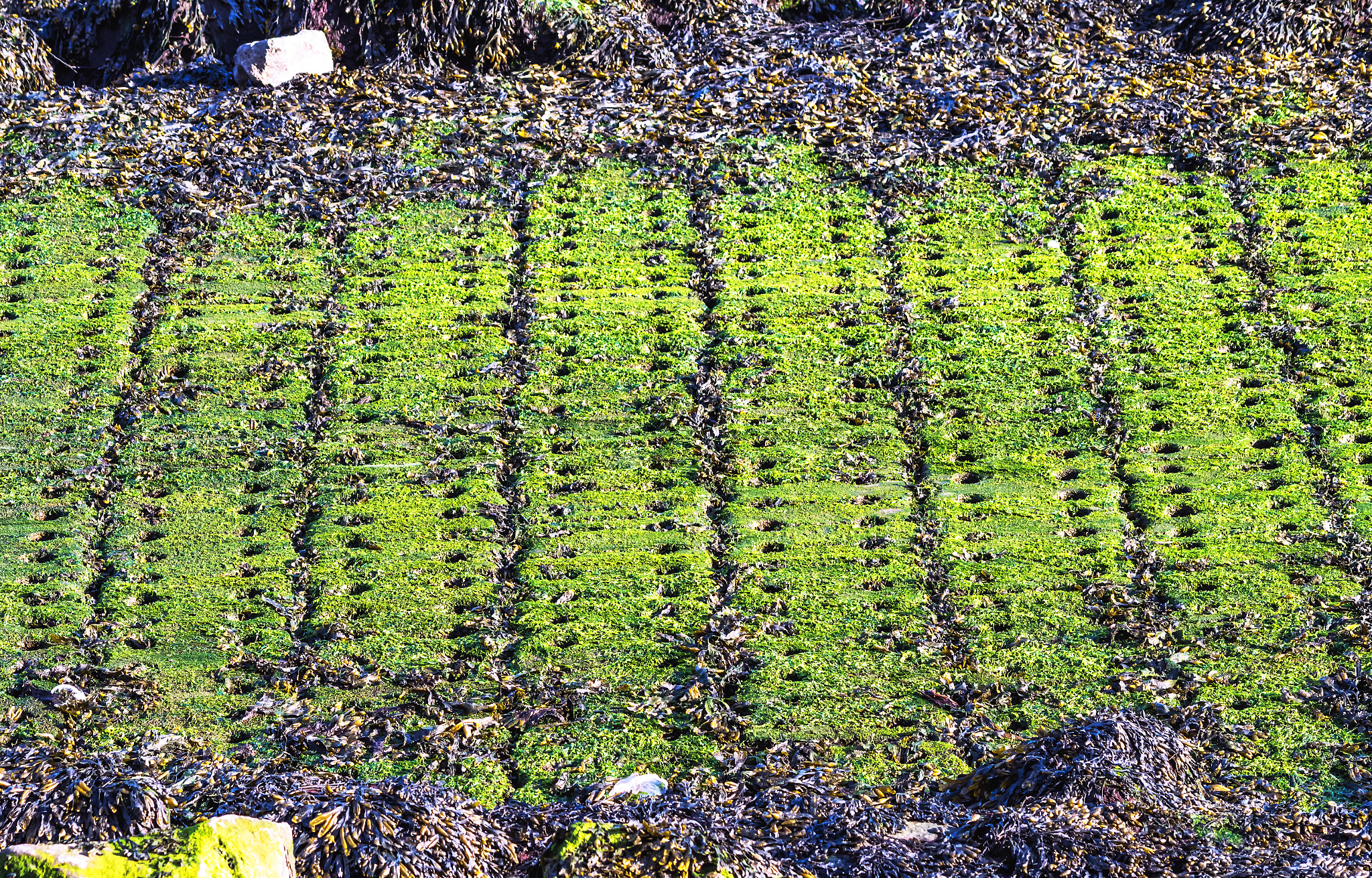 Pentax K-S1 + Sigma sample photo. Seaweed slipway  photography