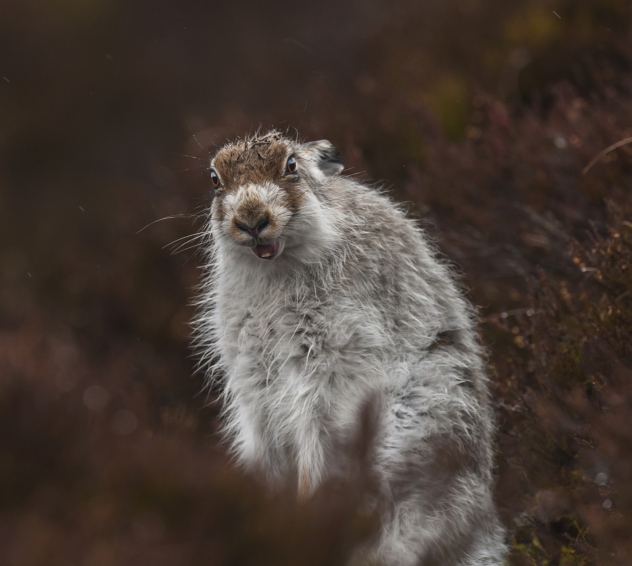 Nikon D700 + Nikon AF-S Nikkor 500mm F4G ED VR sample photo. Mad mountain hare photography