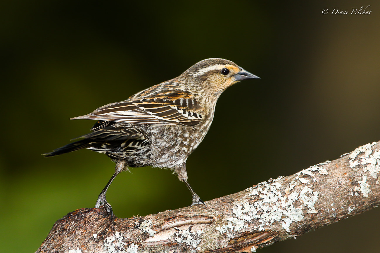 Canon EF 300mm F2.8L IS II USM sample photo. Red-winged blackbird photography