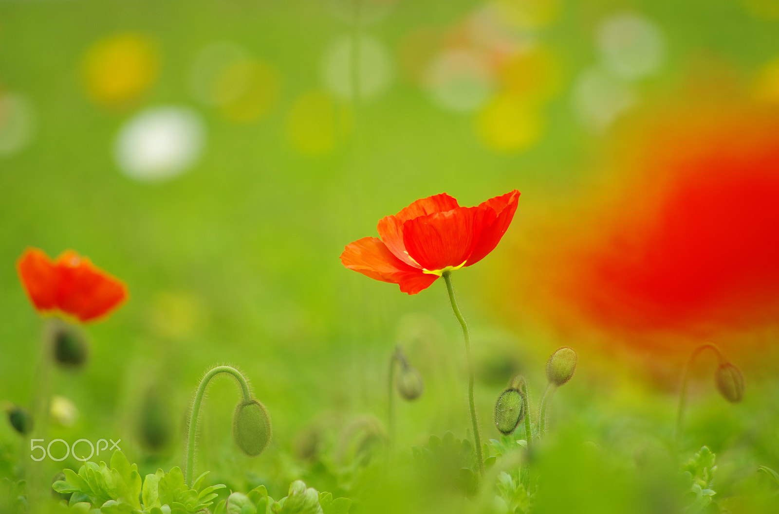 smc PENTAX-DA L 55-300mm F4-5.8 ED sample photo. Poppy reverberations photography