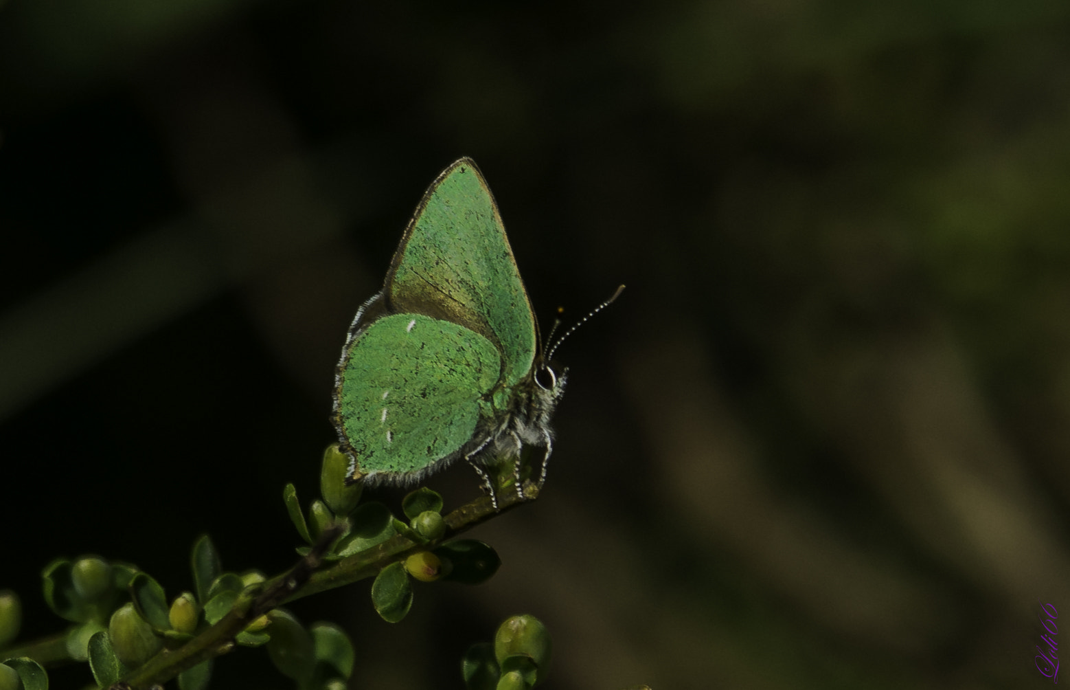 Sigma 70-200mm F2.8 EX DG OS HSM sample photo. Volvoreta photography