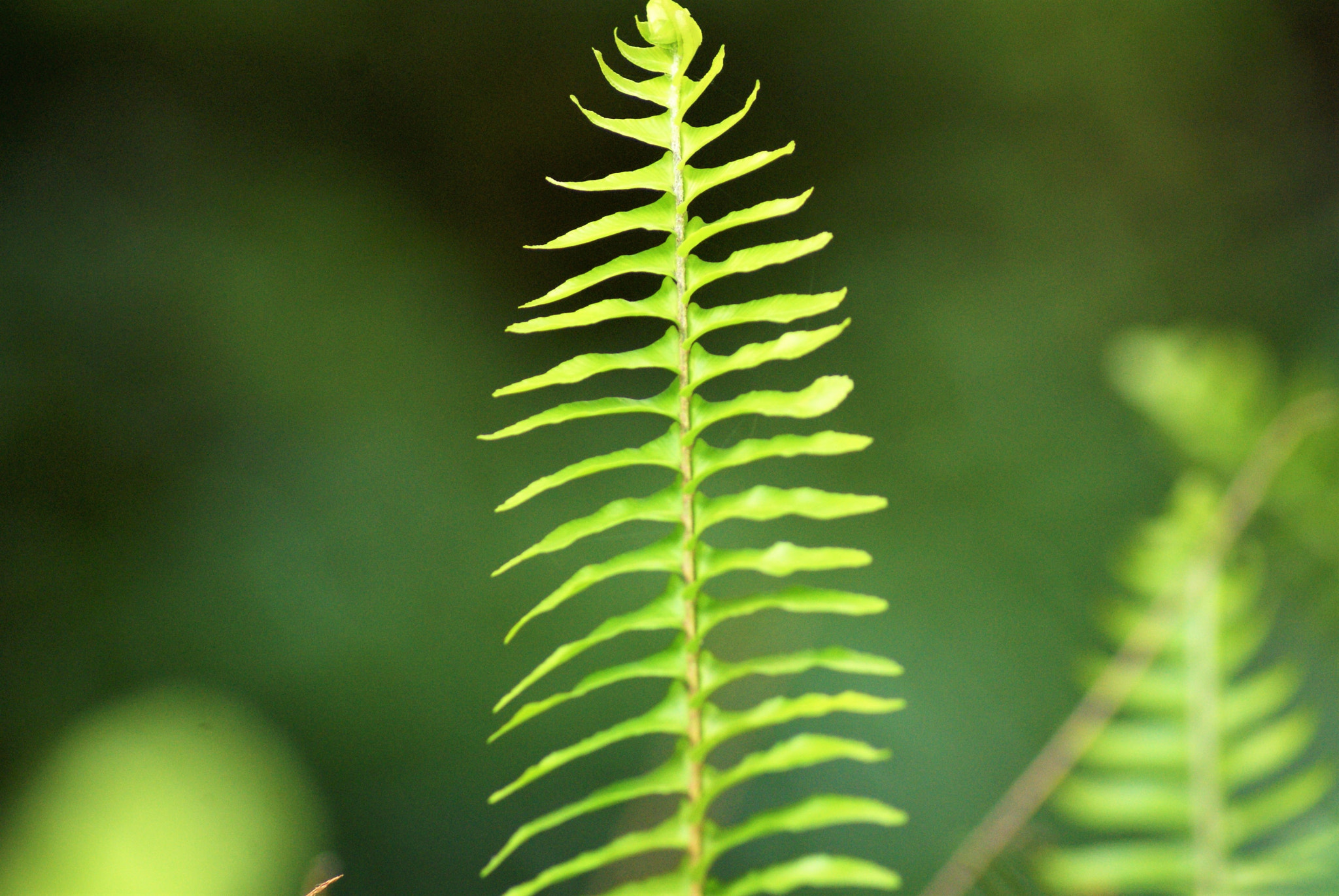 Sony Alpha DSLR-A300 sample photo. Green leaf photography
