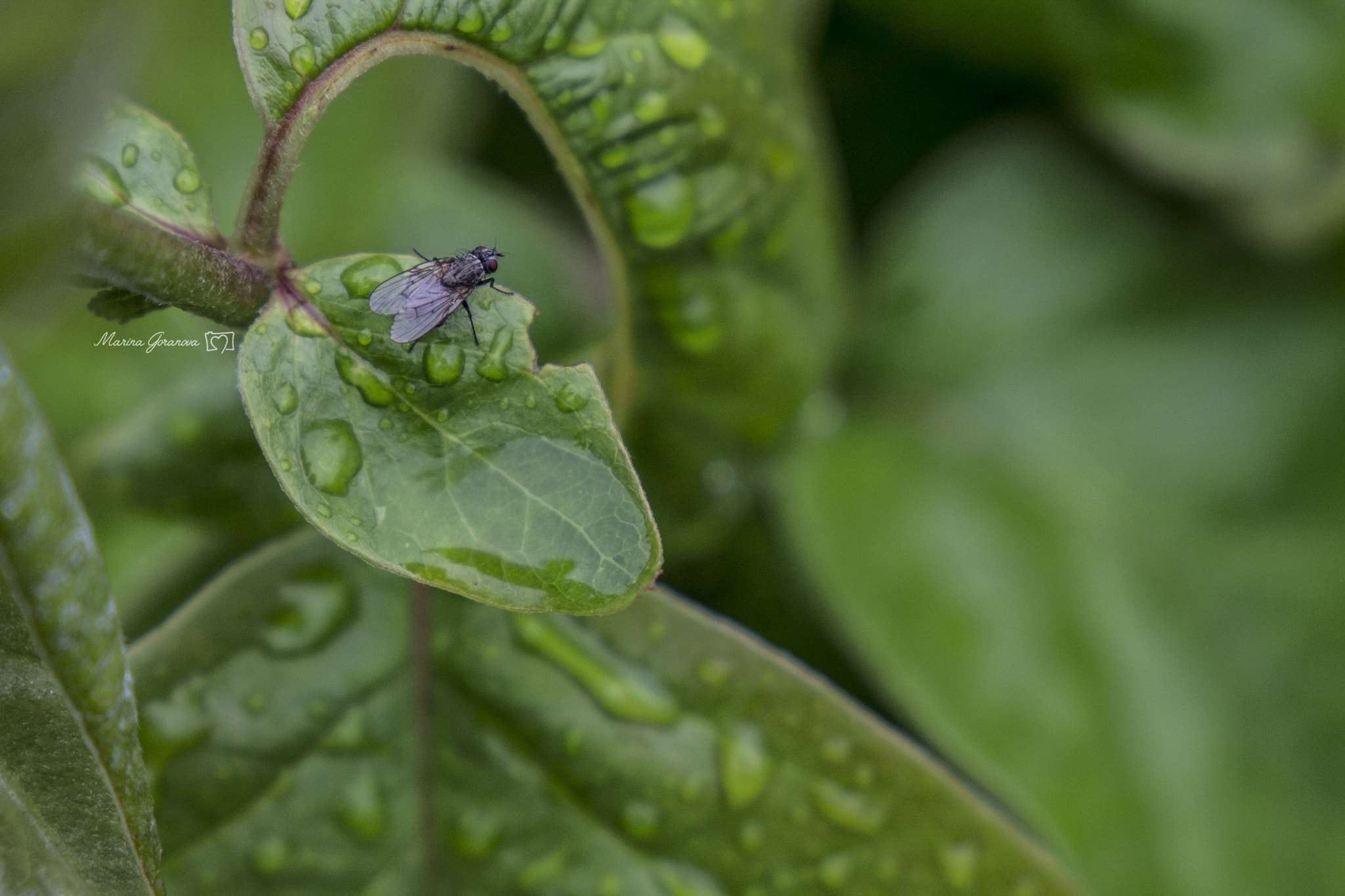 Canon EF 24-105mm F3.5-5.6 IS STM sample photo. When art meets sciences photography