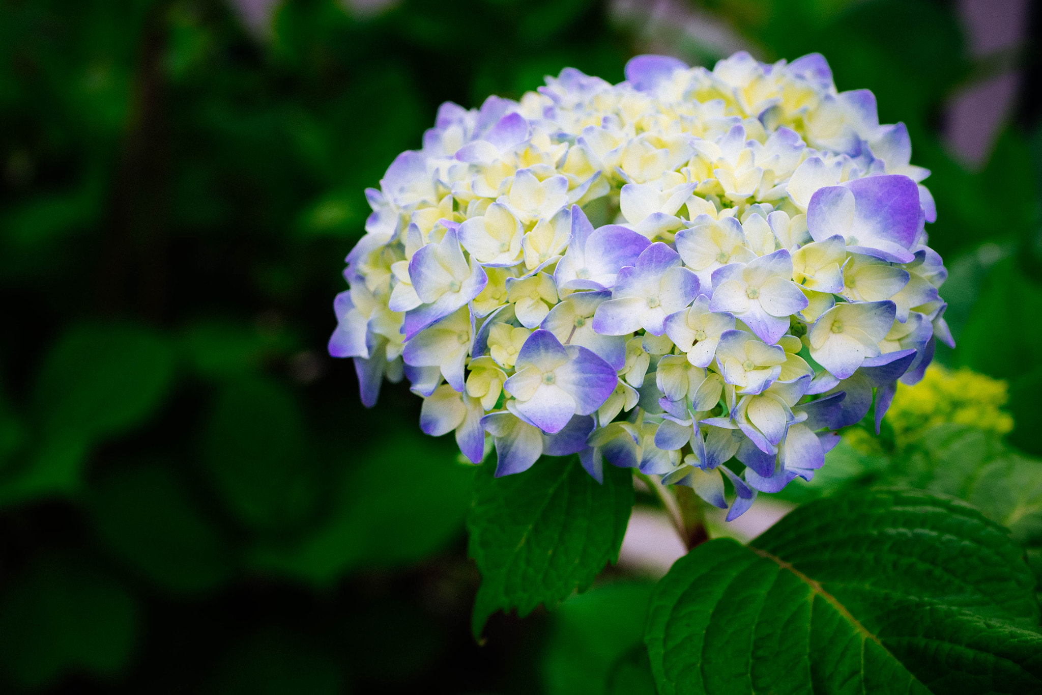 Olympus OM-D E-M1 + Panasonic Lumix G Macro 30mm F2.8 ASPH Mega OIS sample photo. Hydrangea photography