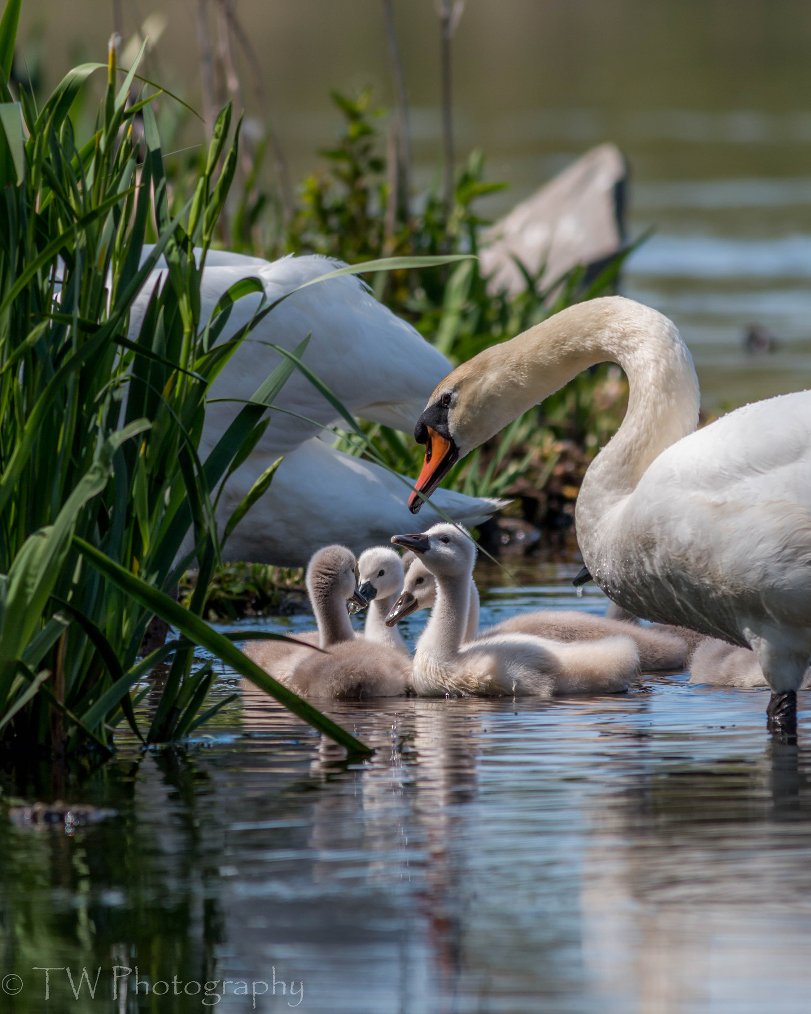Canon EOS 70D + Canon EF 400mm F5.6L USM sample photo. Small feather family photography