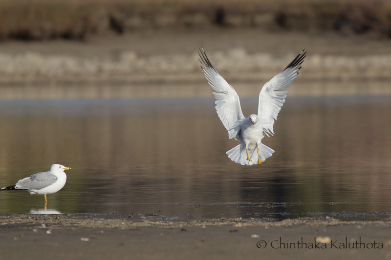 Canon EF 100-400mm F4.5-5.6L IS II USM sample photo. Angels and demons... photography