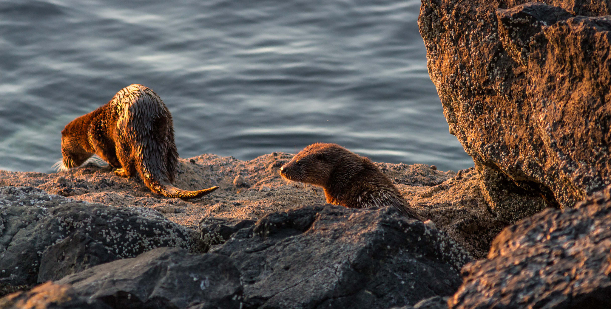 Canon EOS 700D (EOS Rebel T5i / EOS Kiss X7i) + Canon EF 300mm F4L IS USM sample photo. Otters photography