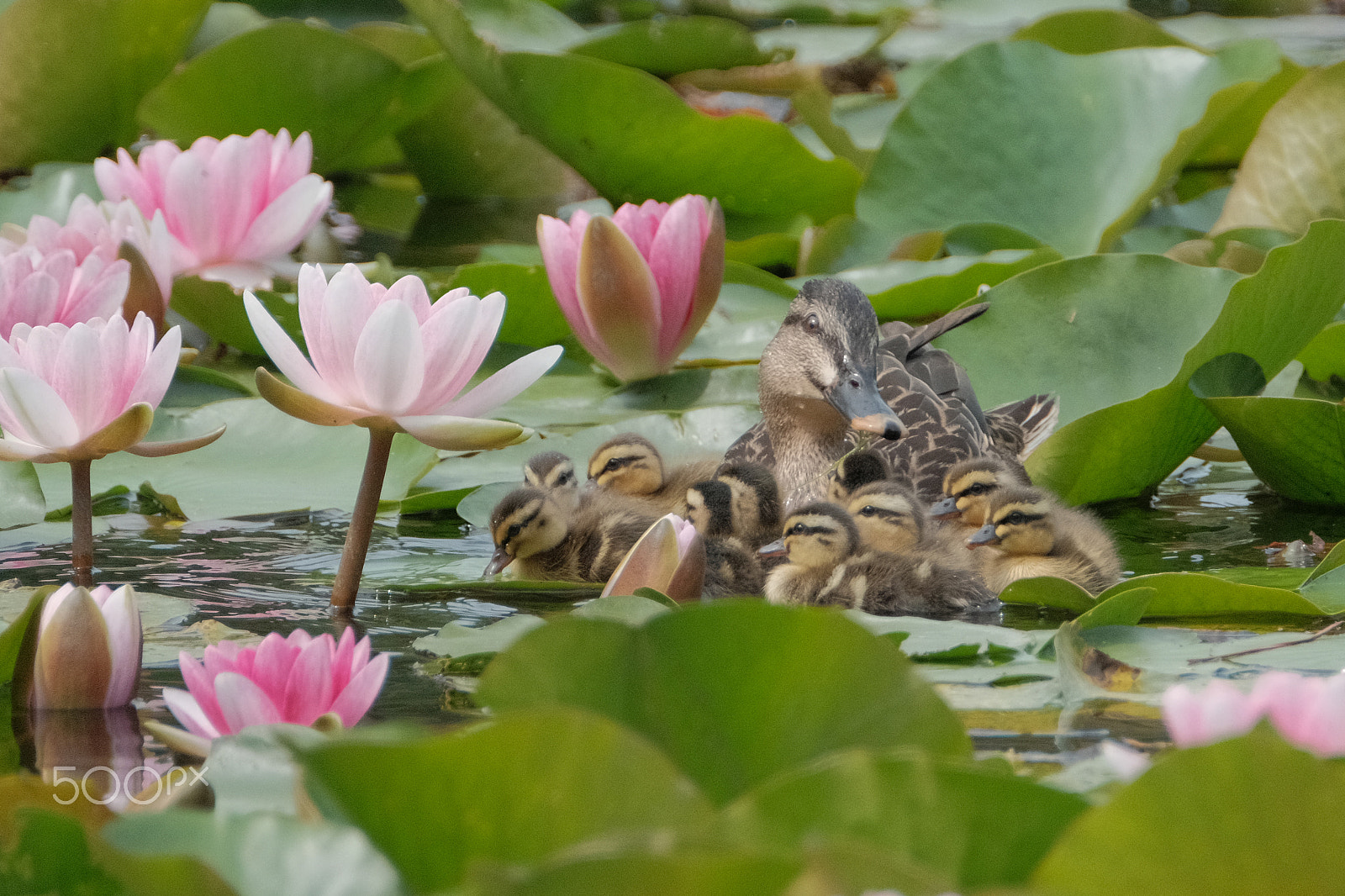 XF100-400mmF4.5-5.6 R LM OIS WR + 1.4x sample photo. Family in the water lily photography