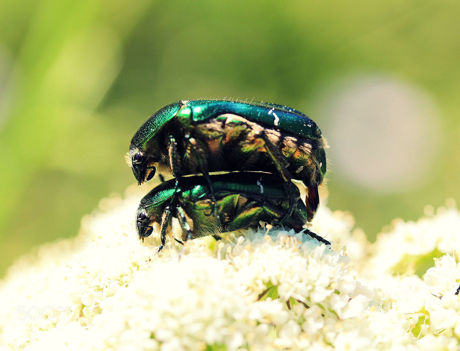 Canon EF-S 60mm F2.8 Macro USM sample photo. Very close to paradise photography