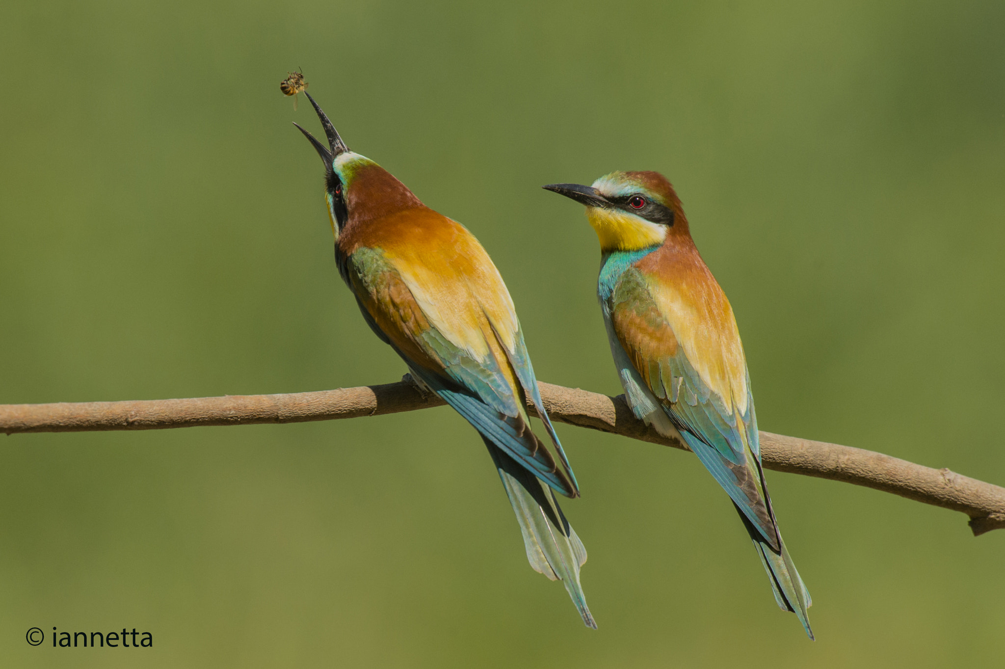 Nikon AF-S Nikkor 400mm F2.8G ED VR II sample photo. Merops apiaster photography