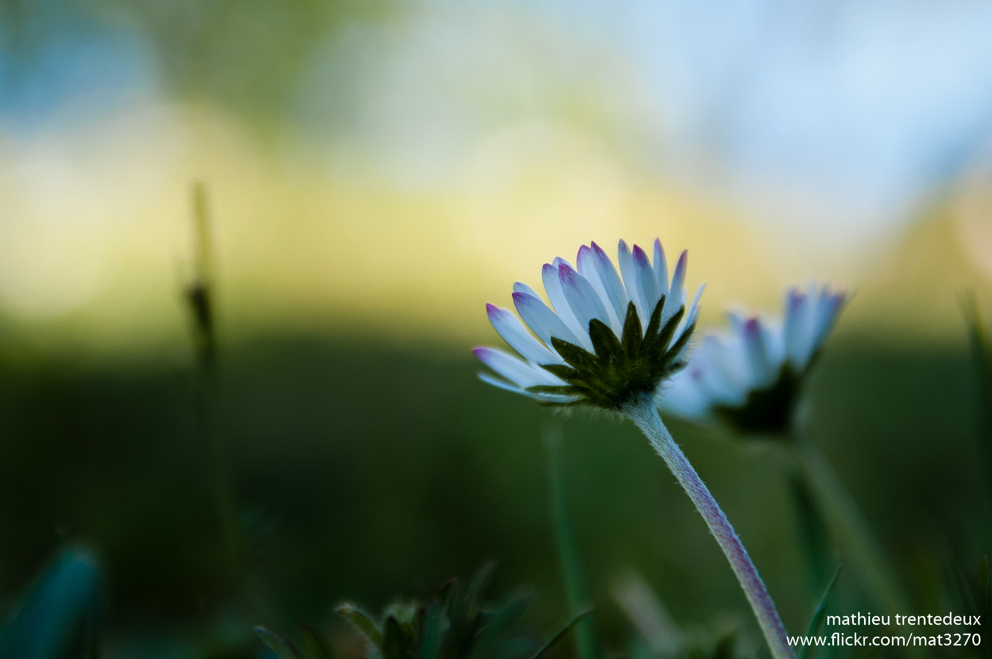 Sigma 17-70mm F2.8-4 DC Macro OS HSM | C sample photo. Paquerette photography