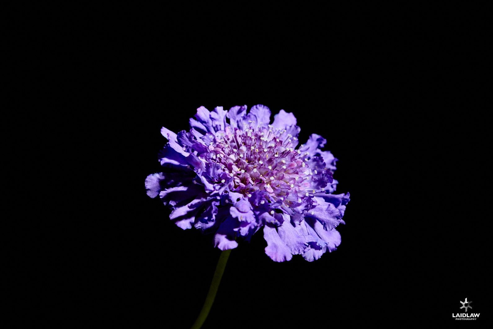 Canon EF 100mm F2.8 Macro USM sample photo. Butterfly blue photography