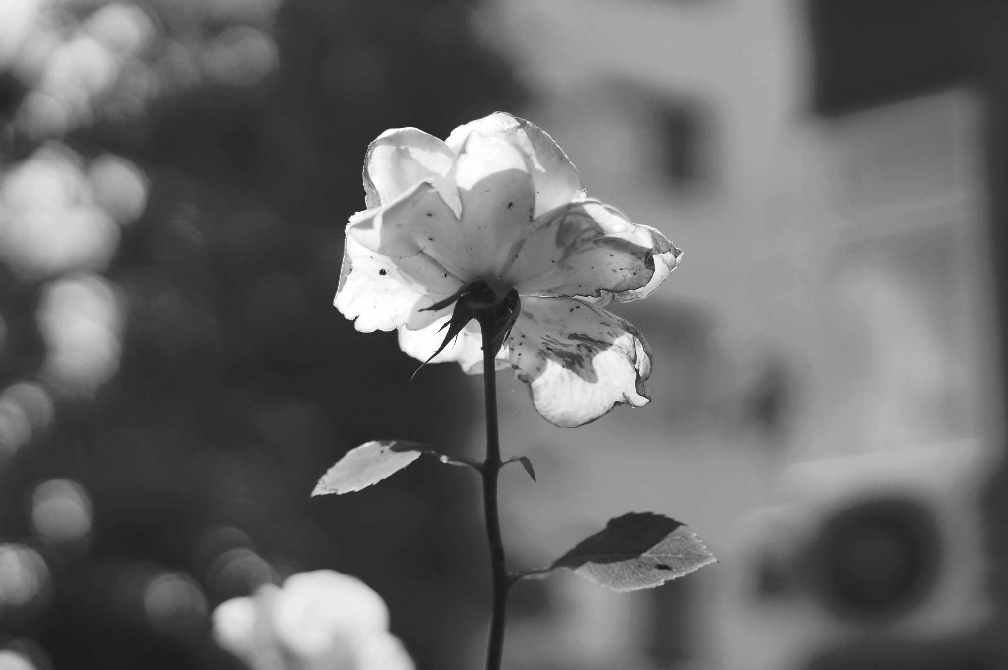 Sony SLT-A37 + Sony DT 50mm F1.8 SAM sample photo. Beyaz..... photography