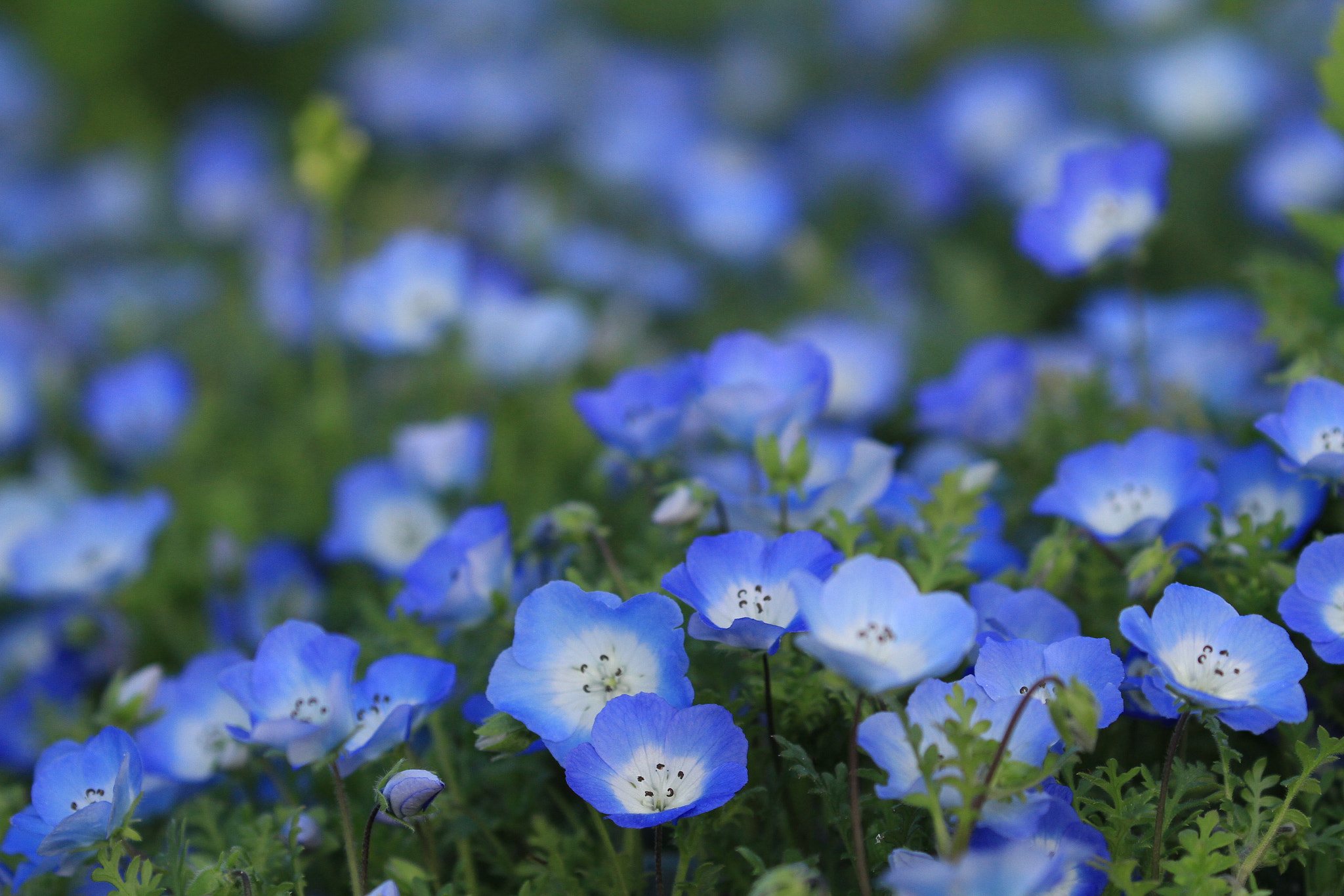 Canon EOS 7D + Canon EF 100-400mm F4.5-5.6L IS II USM sample photo. Nemophila  ネモフィラ photography