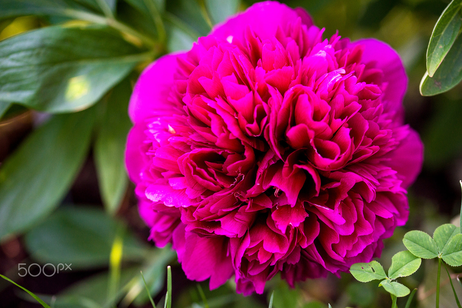 Sony a99 II + 105mm F2.8 sample photo. Peony photography