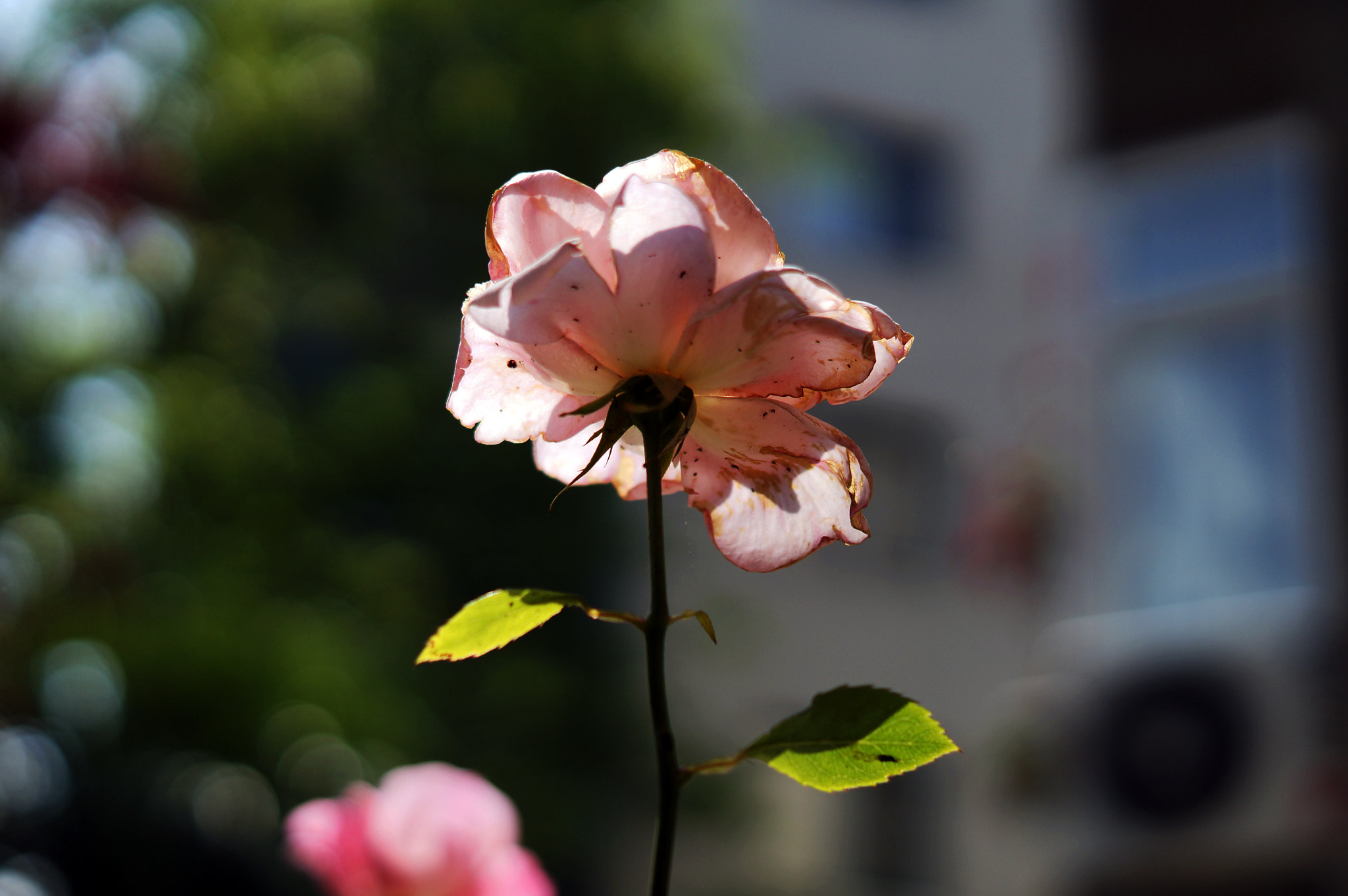 Sony SLT-A37 + Sony DT 50mm F1.8 SAM sample photo. Pembe.... photography