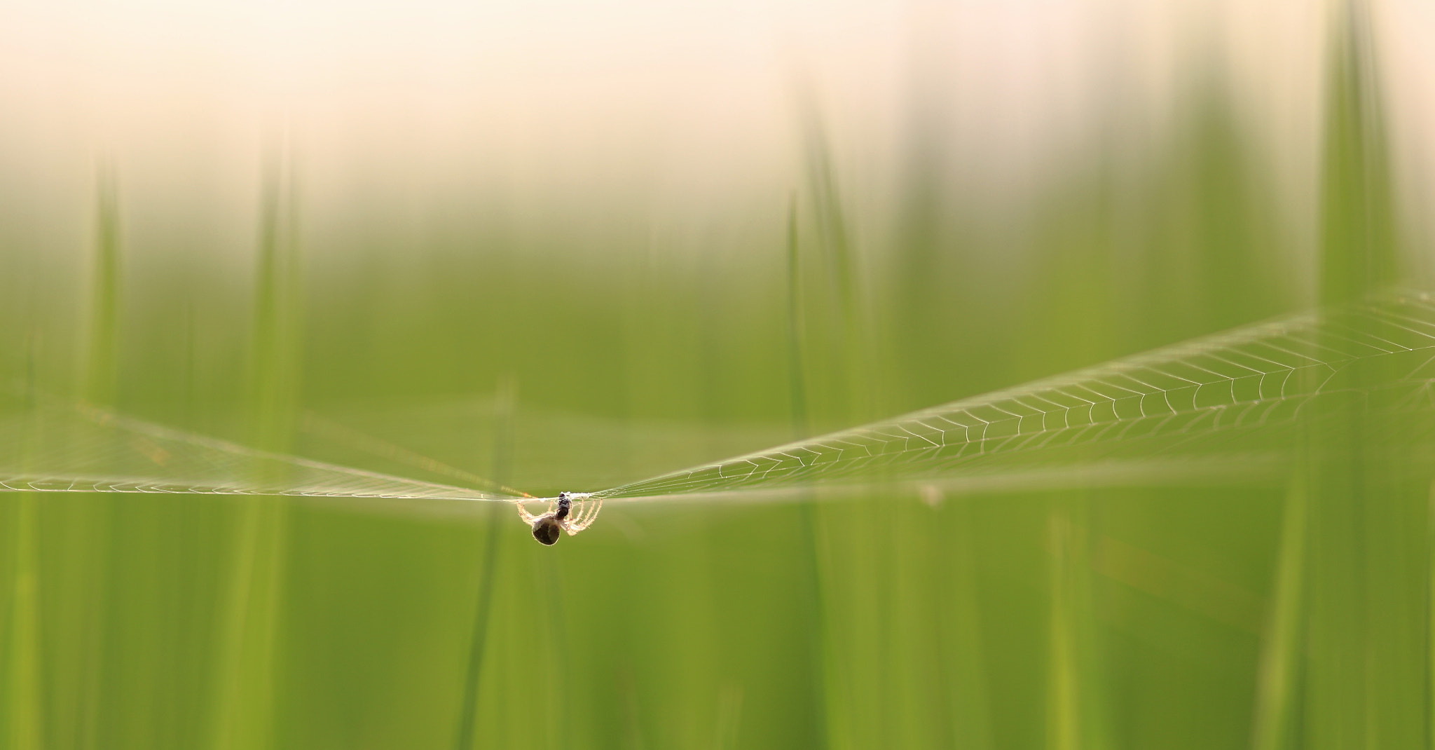 Canon EF 300mm F4L IS USM sample photo. Lethally beautiful photography