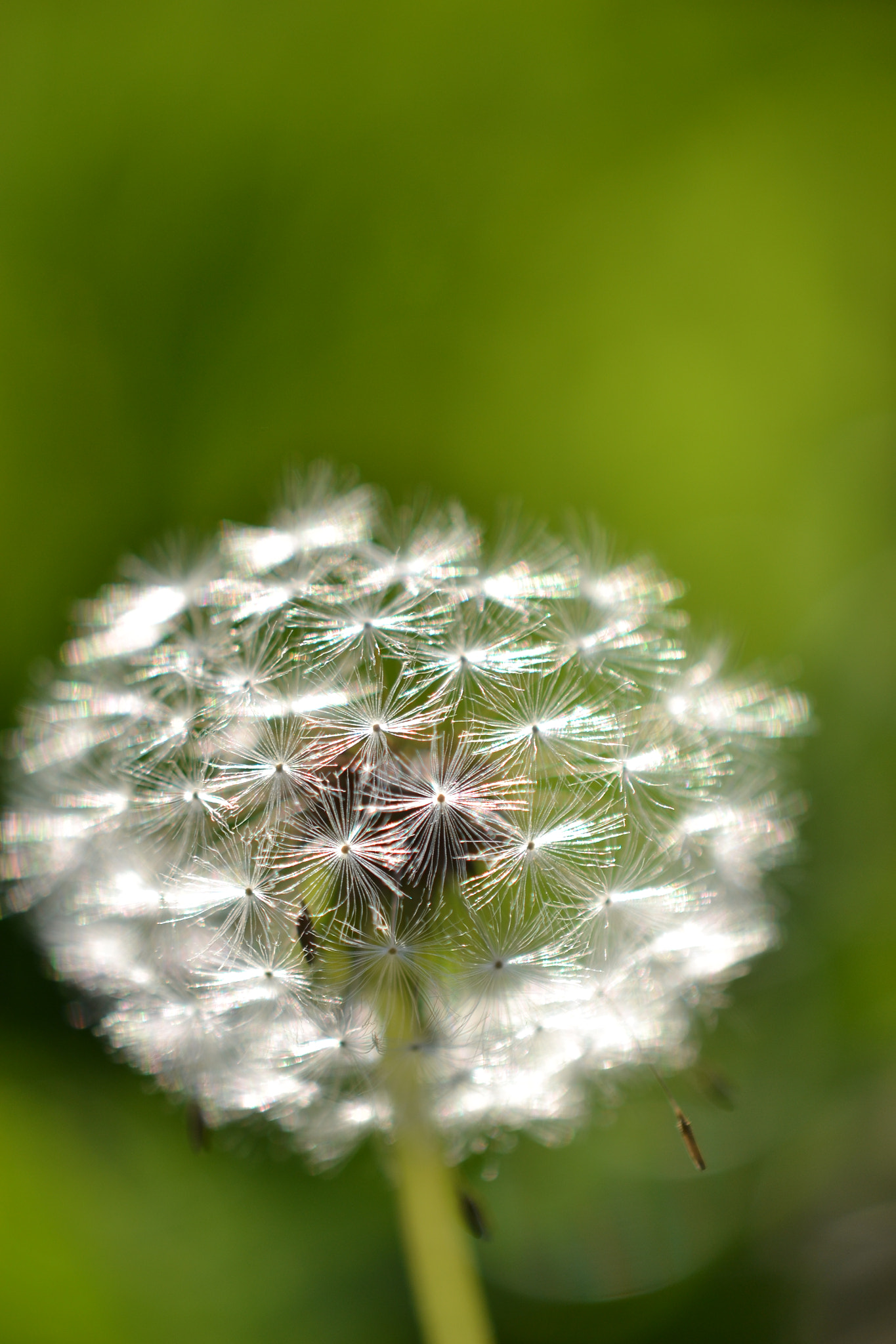 Nikon AF-S DX Micro-Nikkor 85mm F3.5G ED VR sample photo. Dandelion photography