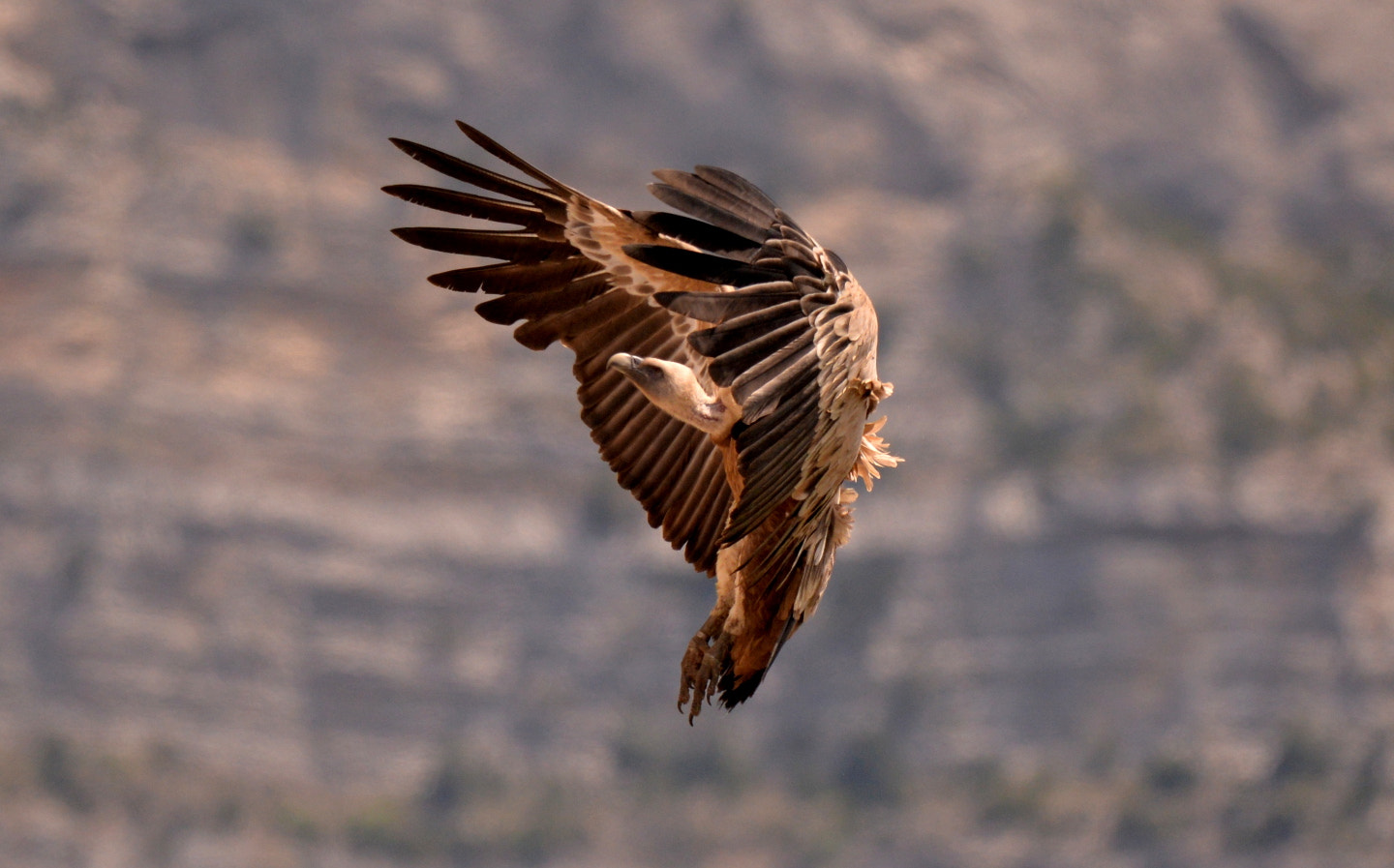 Sigma 150-600mm F5-6.3 DG OS HSM | S sample photo. Gyps fulvus photography