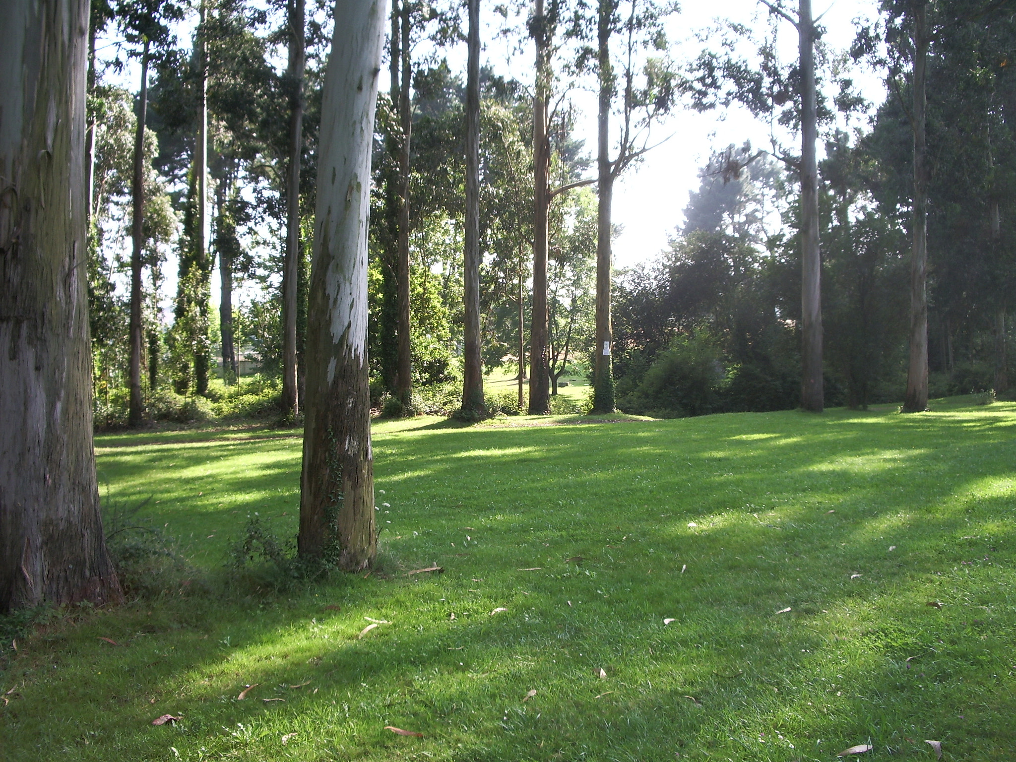 Pentax OPTIO S50 sample photo. El bosque.culleredo-a coruña. photography