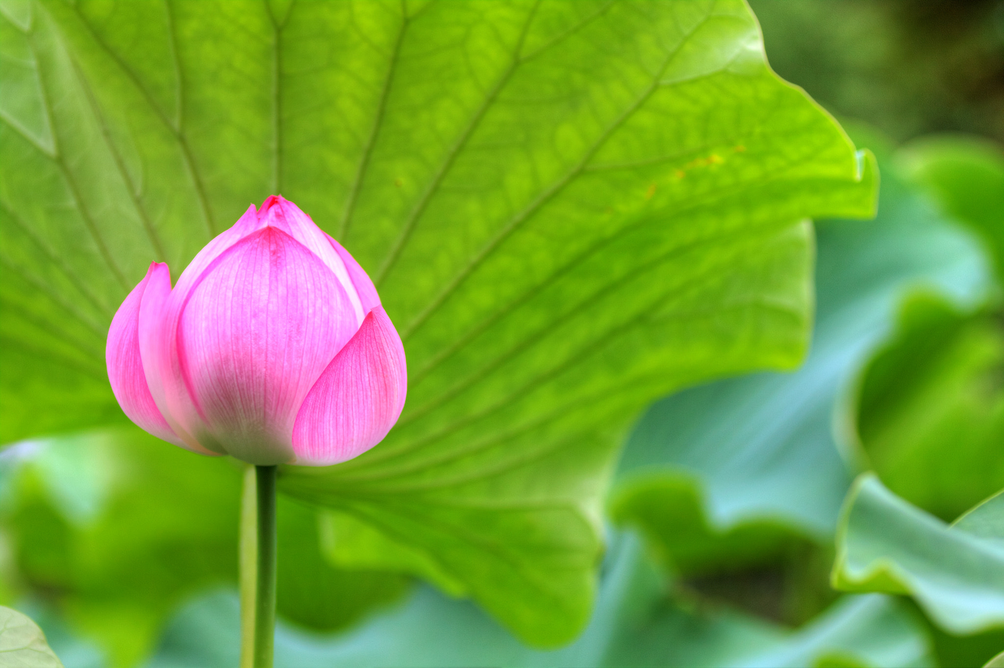 Canon EOS 50D + Tamron SP AF 90mm F2.8 Di Macro sample photo. Lotus flower photography