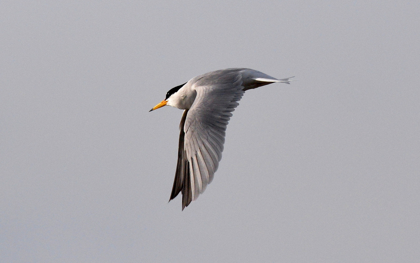 Sigma 150-600mm F5-6.3 DG OS HSM | S sample photo. Sternula albifrons photography