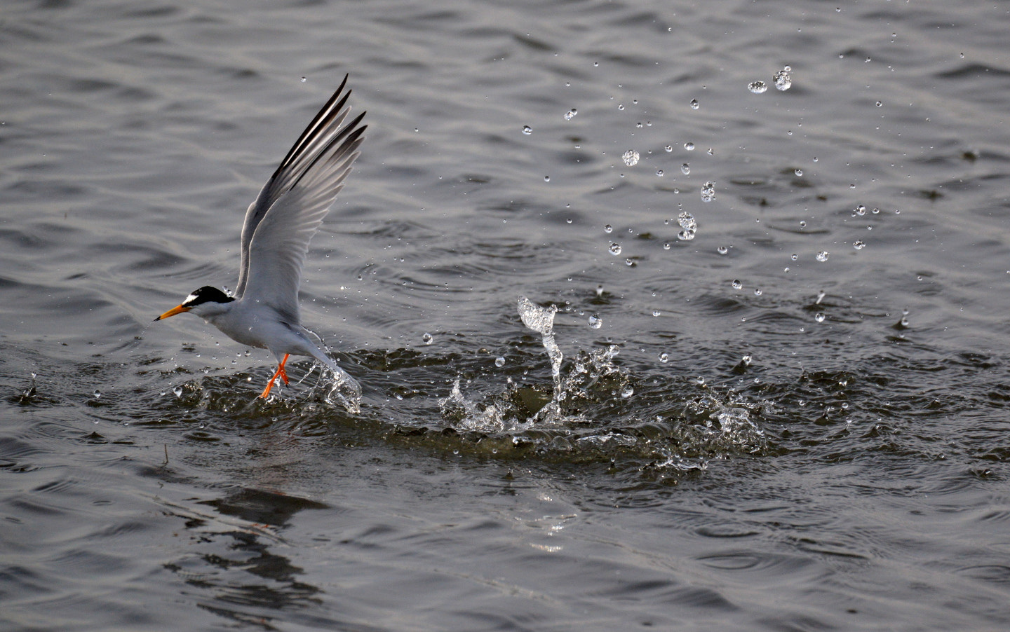 Sigma 150-600mm F5-6.3 DG OS HSM | S sample photo. Sternula albifrons photography