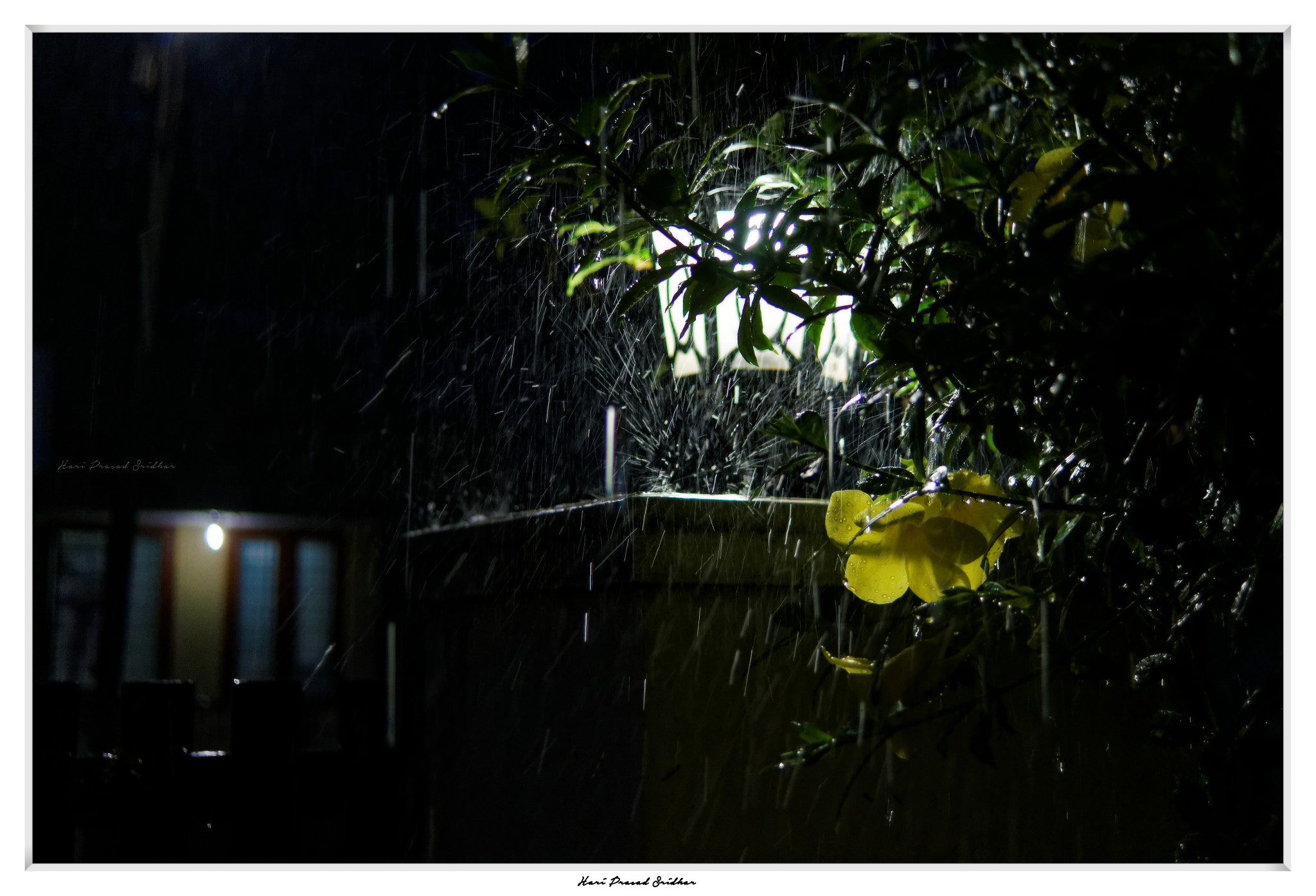 Sony SLT-A57 + Sony DT 30mm F2.8 Macro SAM sample photo. " rain " photography