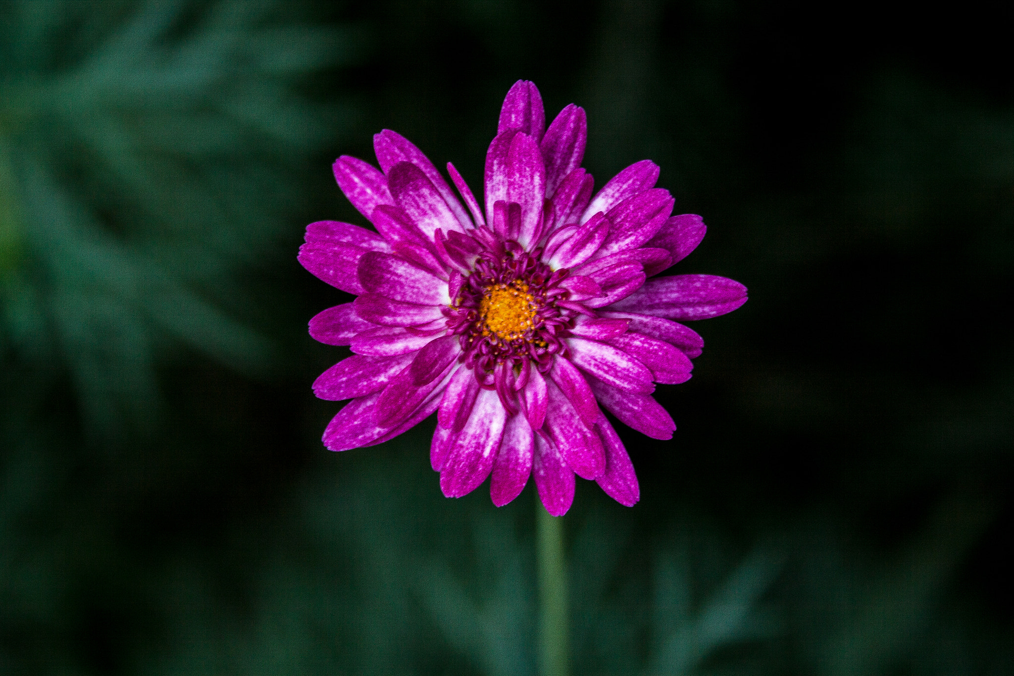 Canon EF-S 18-55mm F3.5-5.6 sample photo. Flower closeup photography