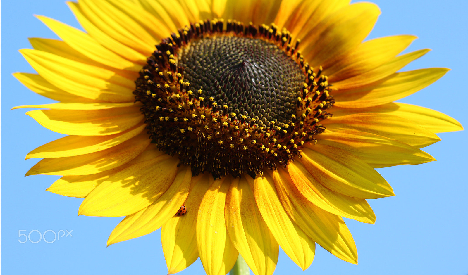 Canon EF 100mm F2.8 Macro USM sample photo. Why are you hiding? 7778 photography
