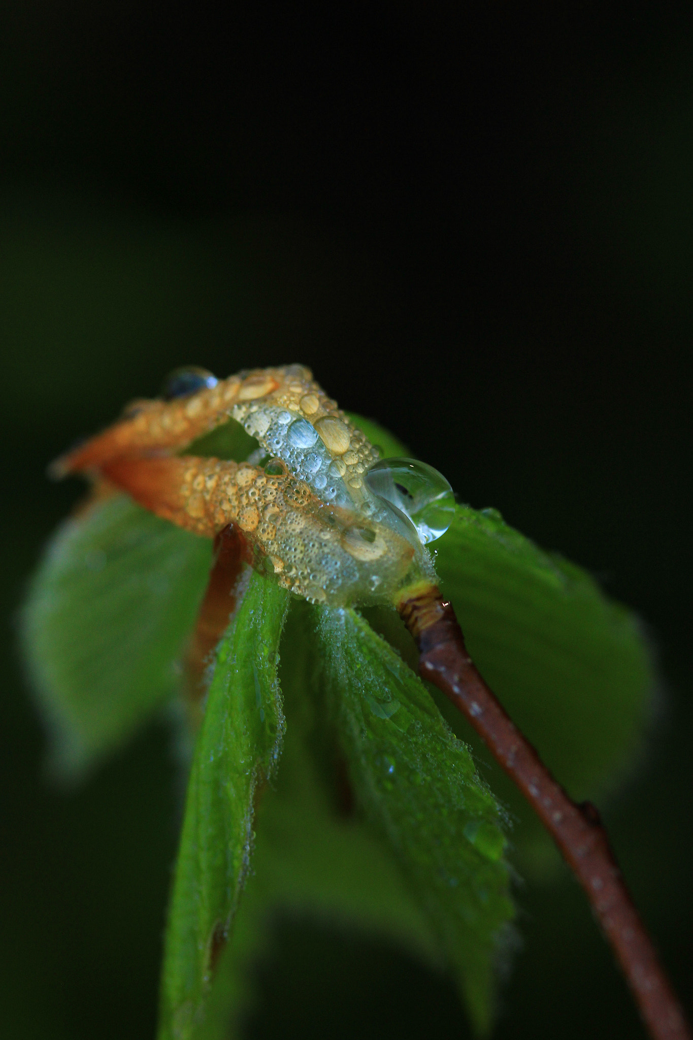 Canon EF-S 60mm F2.8 Macro USM sample photo. The essence of nature photography