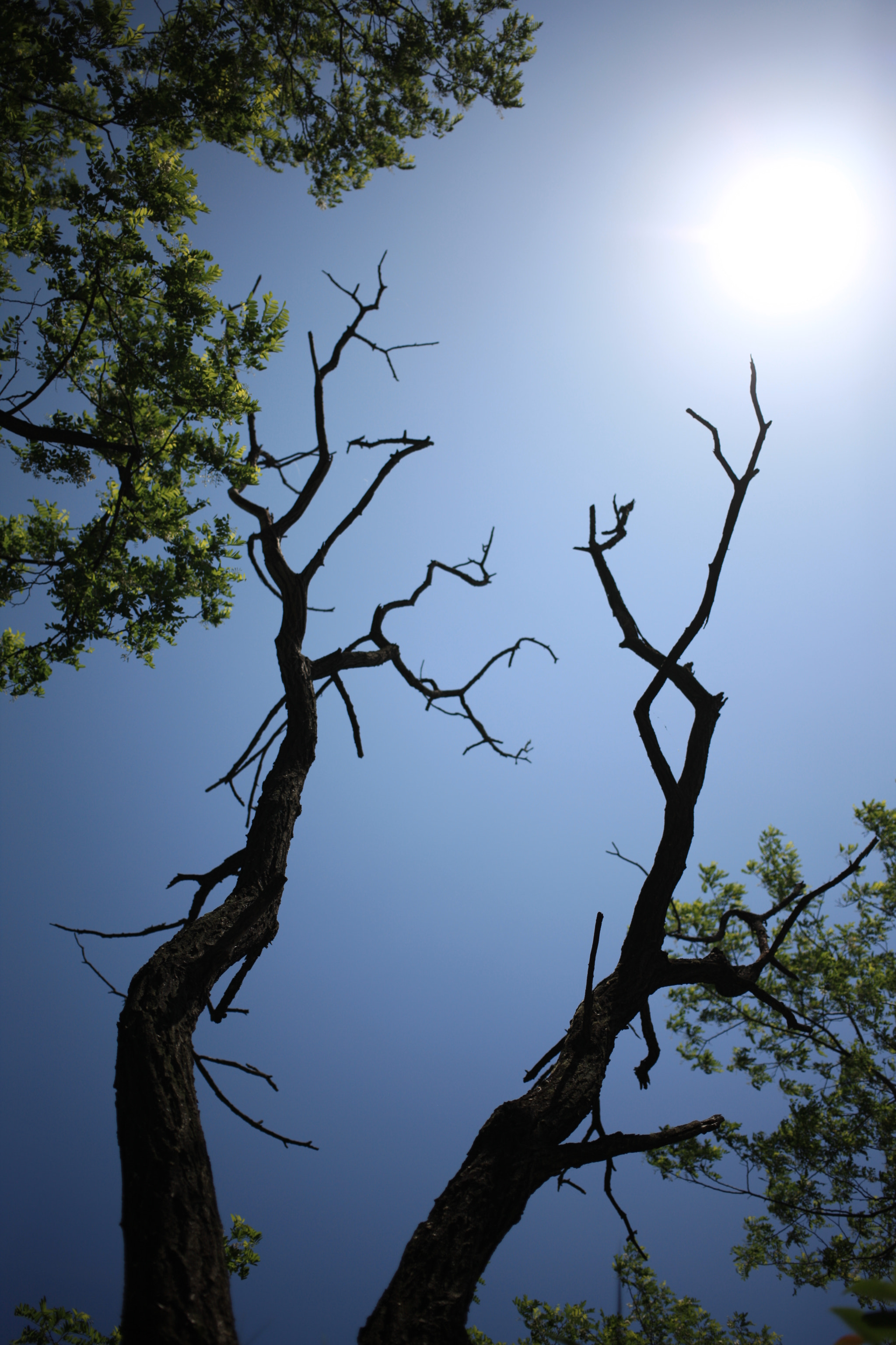 Canon EOS-1Ds Mark III sample photo. Tree to the sky photography
