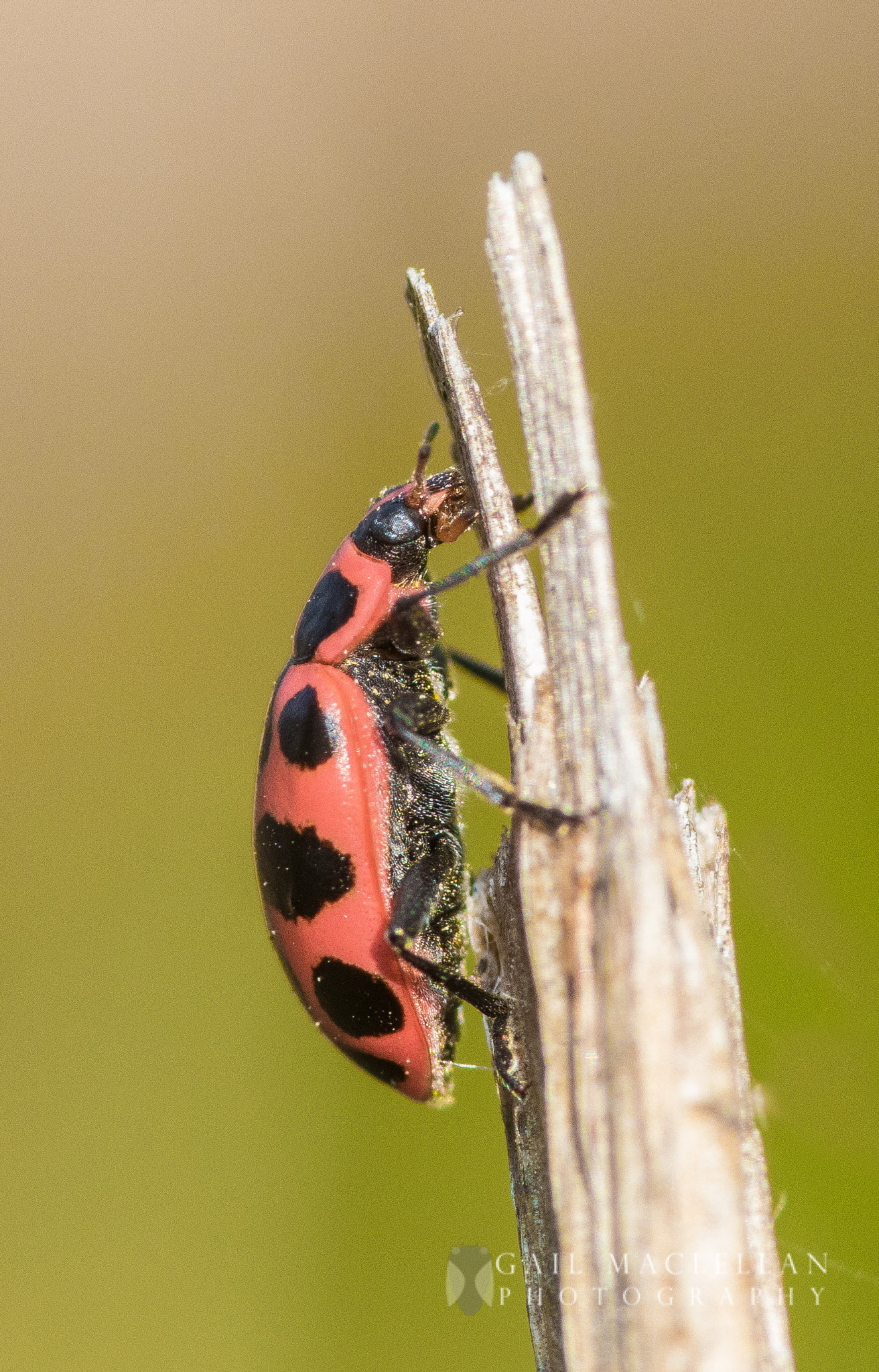 Sigma 105mm F2.8 EX DG Macro sample photo. Beetle photography