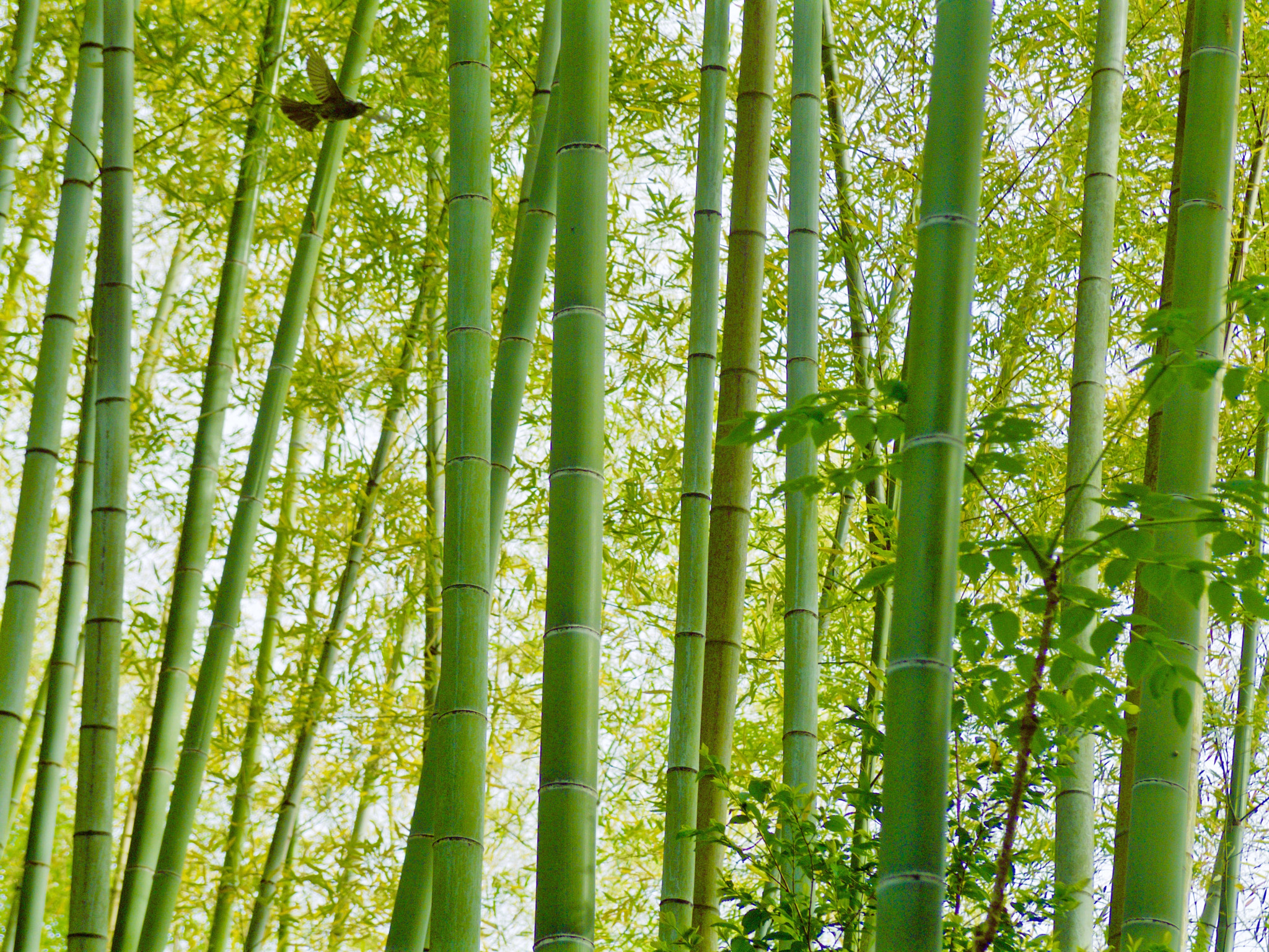Pentax Q7 sample photo. 26767219145.jpg photography
