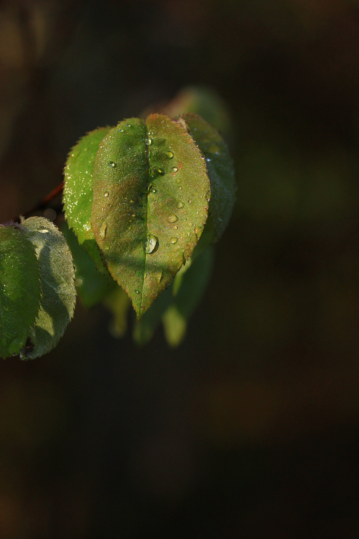 Canon EF-S 60mm F2.8 Macro USM sample photo. Morning light photography