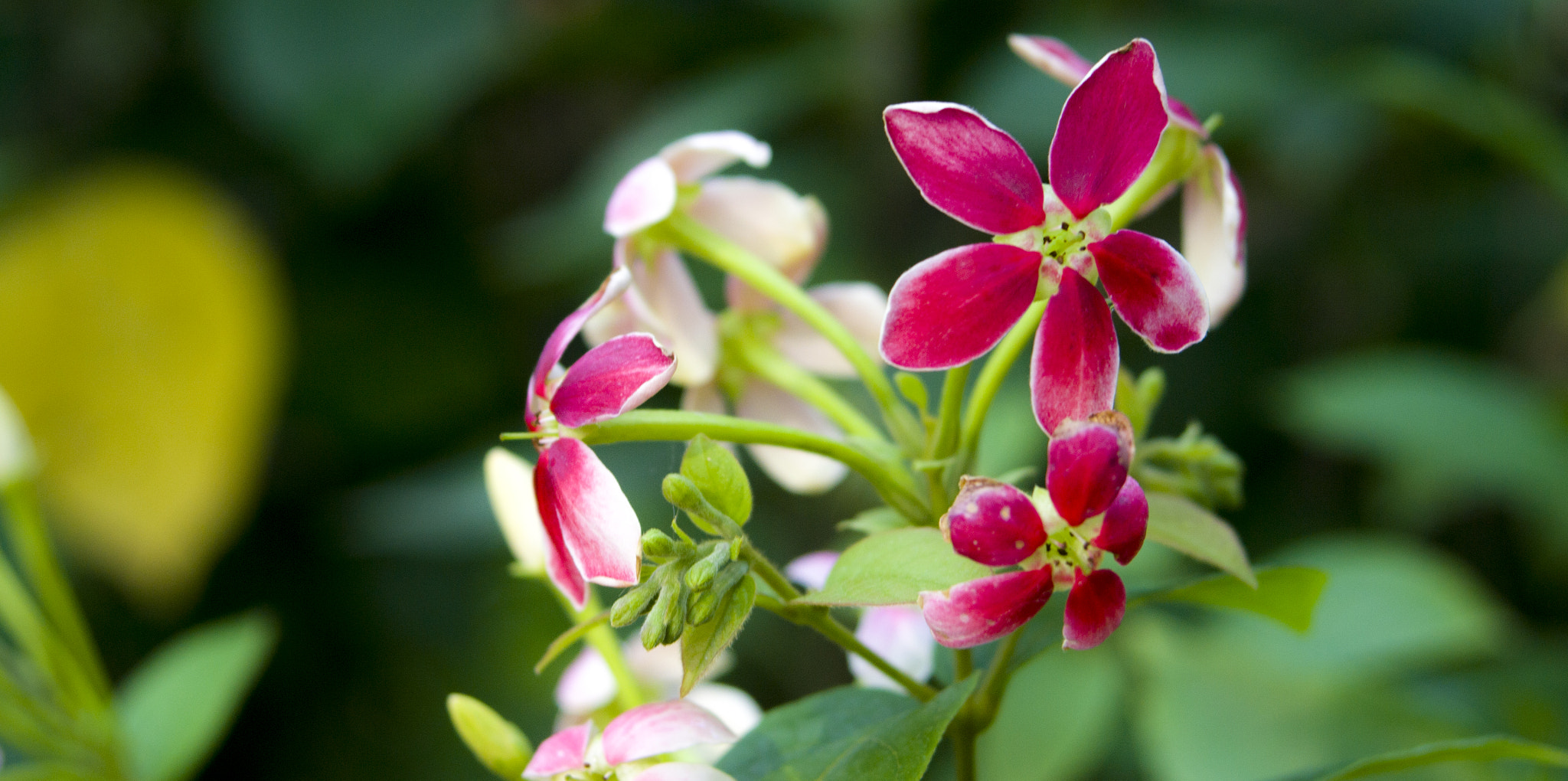 AF Zoom-Nikkor 28-70mm f/3.5-4.5D sample photo. Flora photography