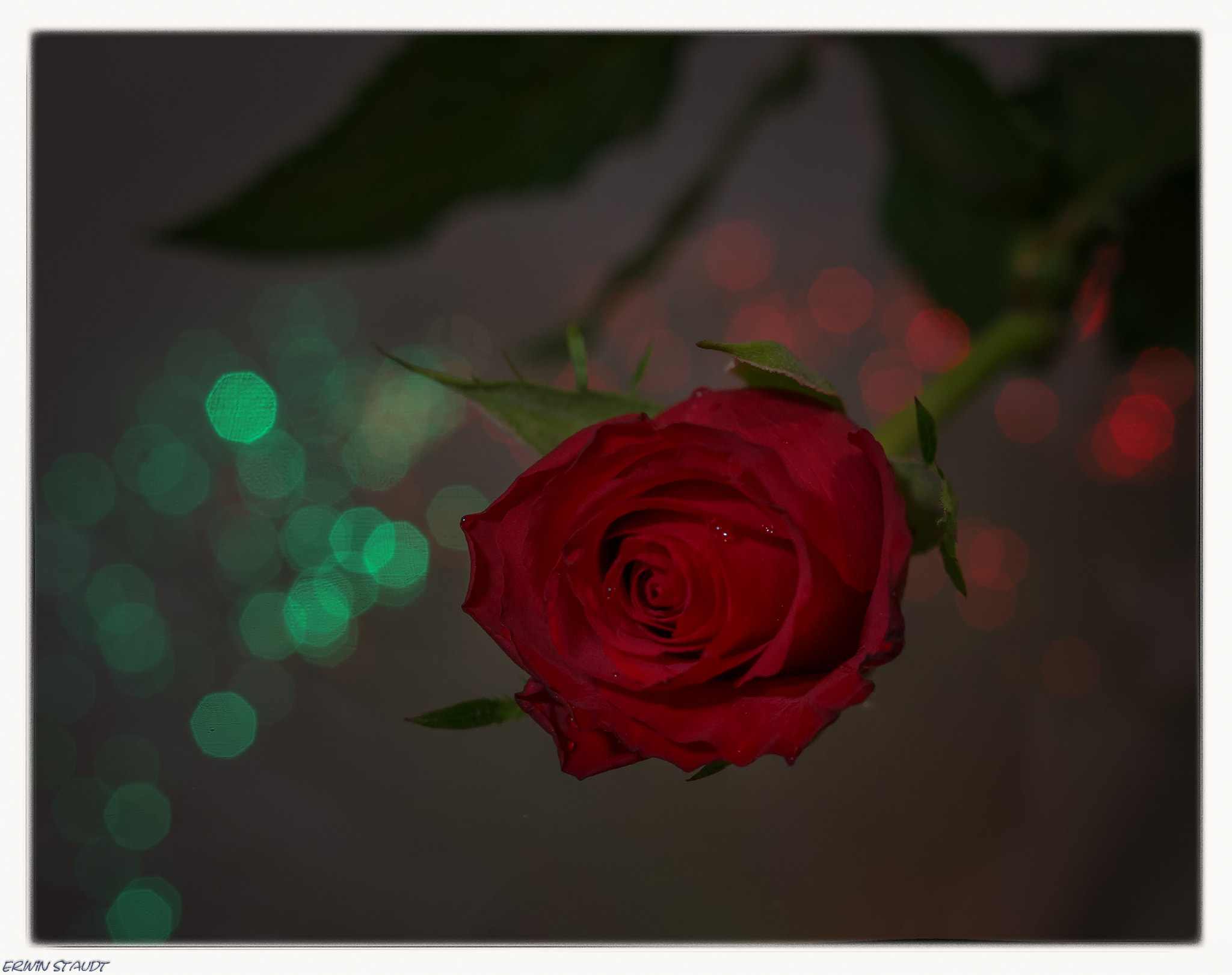 Pentax K-x sample photo. Red rose photography
