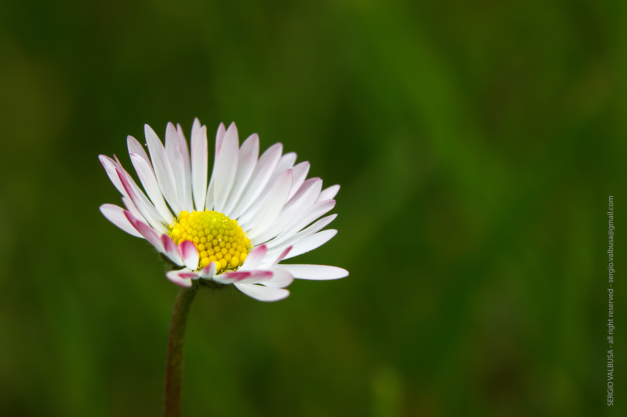Canon EF 70-200mm F2.8L USM sample photo. () photography