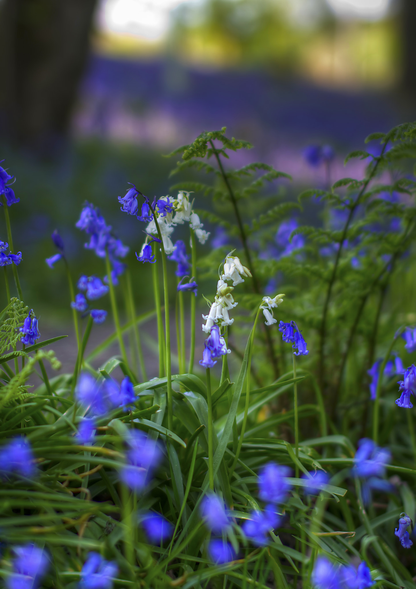 Pentax K-5 sample photo. White bluebells photography