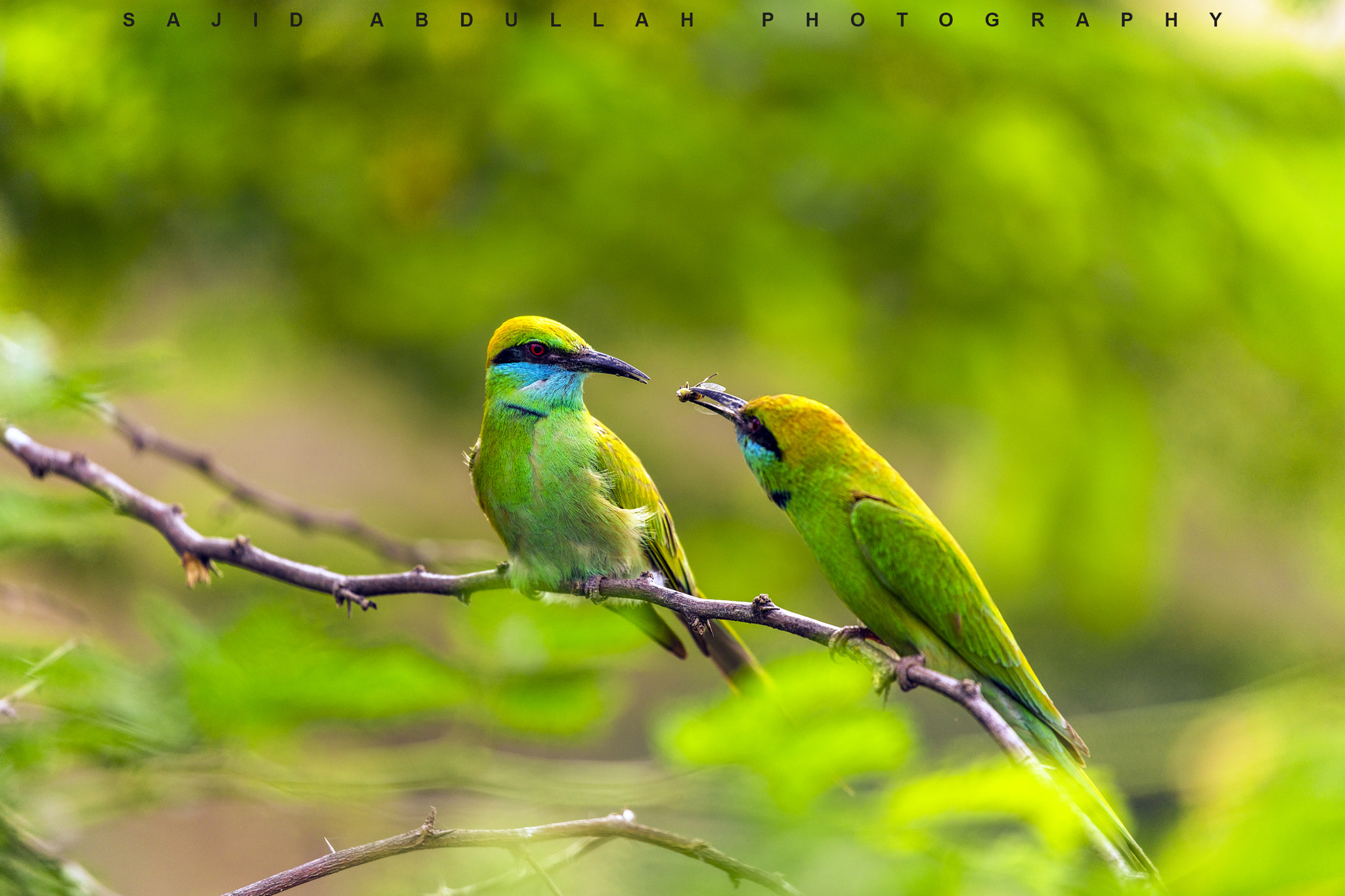 Canon EF 100-400mm F4.5-5.6L IS II USM sample photo. Sharing!!! photography