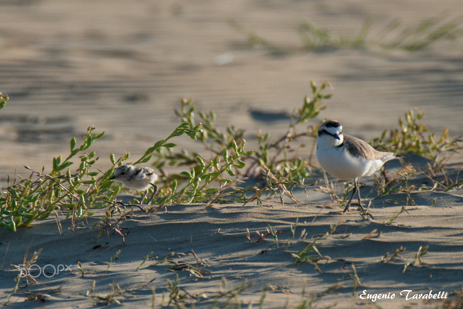 Nikon D800E sample photo. Col piccolo - vasto marina photography
