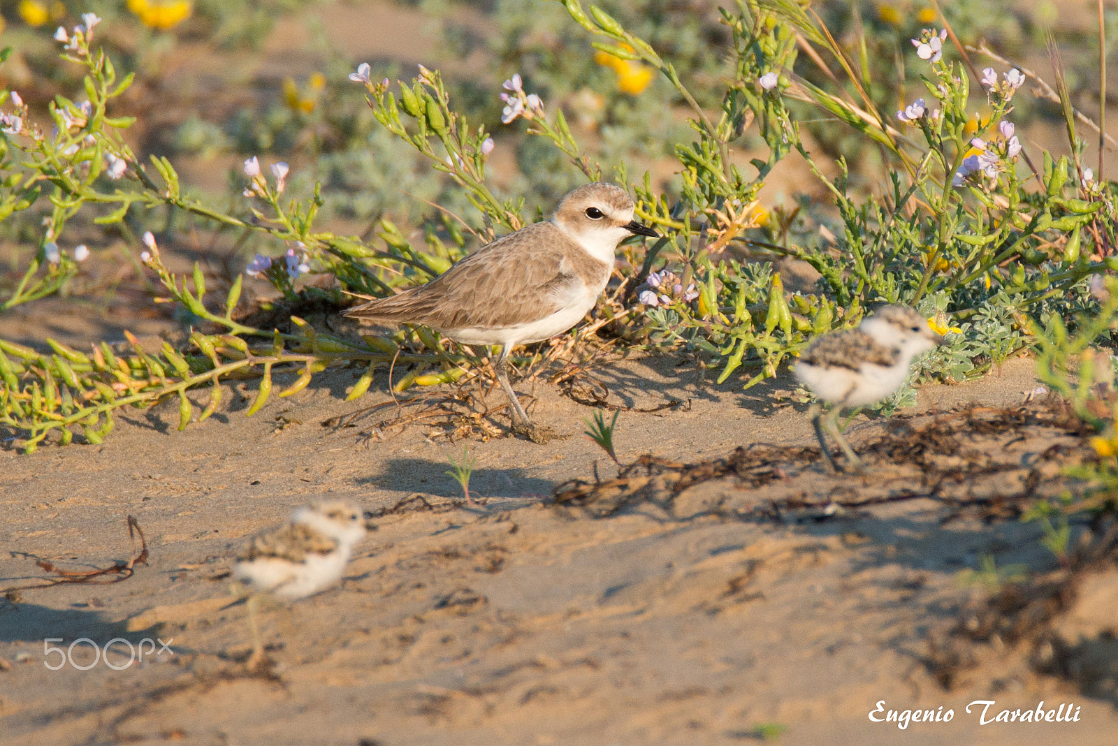 Nikon D800E sample photo. Con i piccoli - vasto marina photography