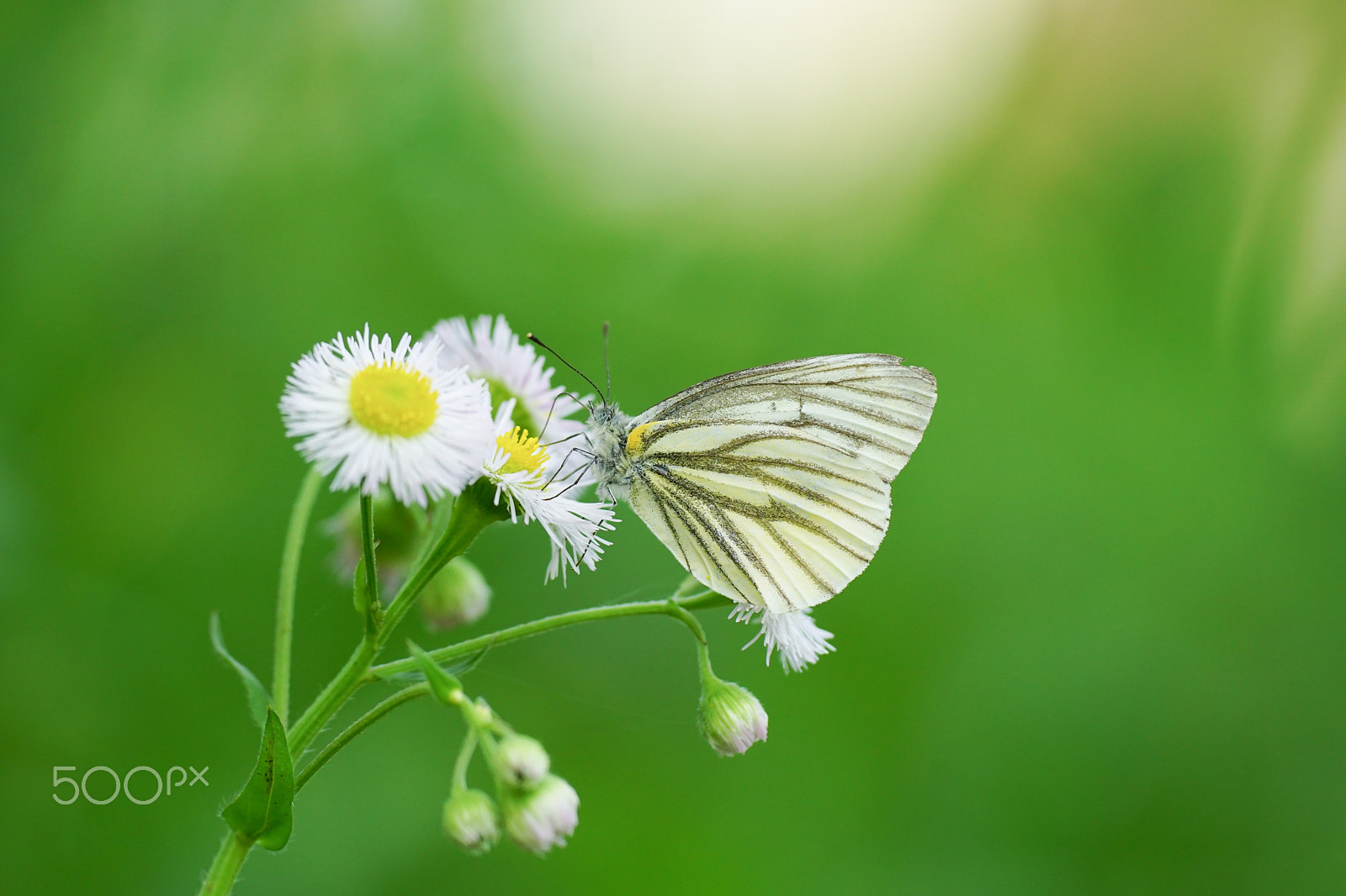 Sony ILCA-77M2 + Minolta AF 100mm F2.8 Macro [New] sample photo. The gray-veined white photography