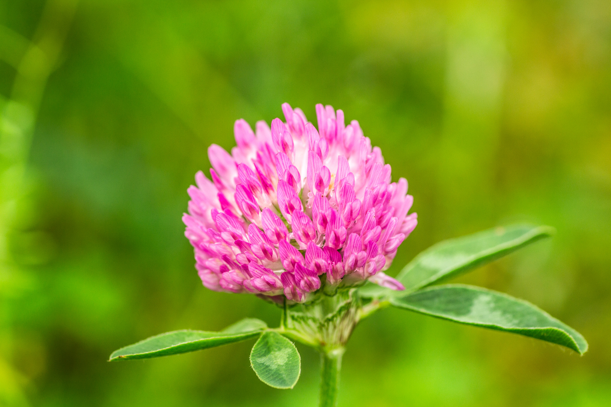 Canon EOS 700D (EOS Rebel T5i / EOS Kiss X7i) + Tamron SP AF 90mm F2.8 Di Macro sample photo. Flower clover photography