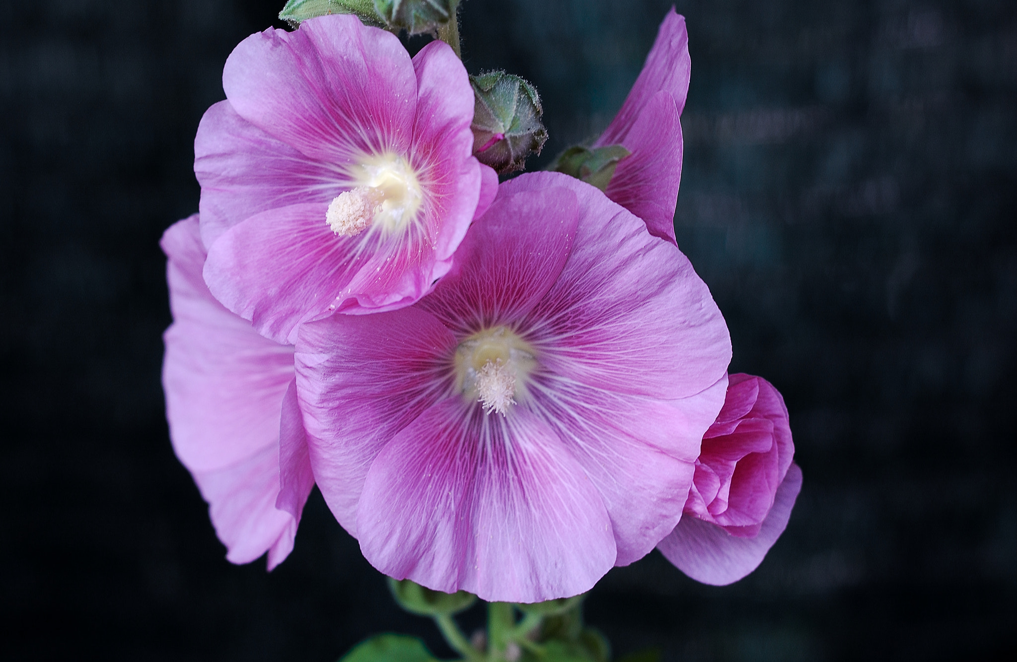 Nikon D1X + AF Nikkor 50mm f/1.8 N sample photo. Flowers photography